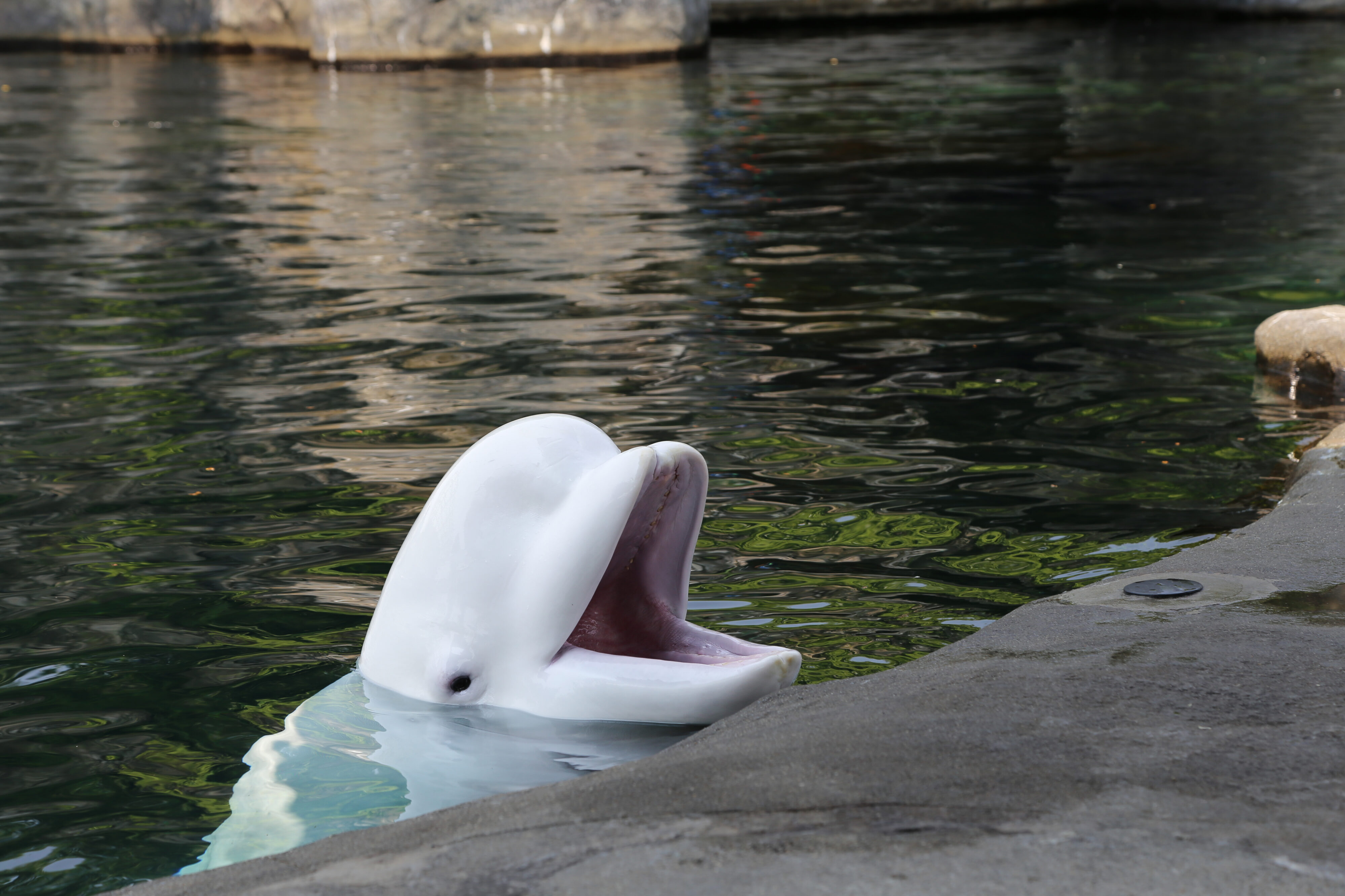 Planet Forward Mystic Aquarium Fellowship