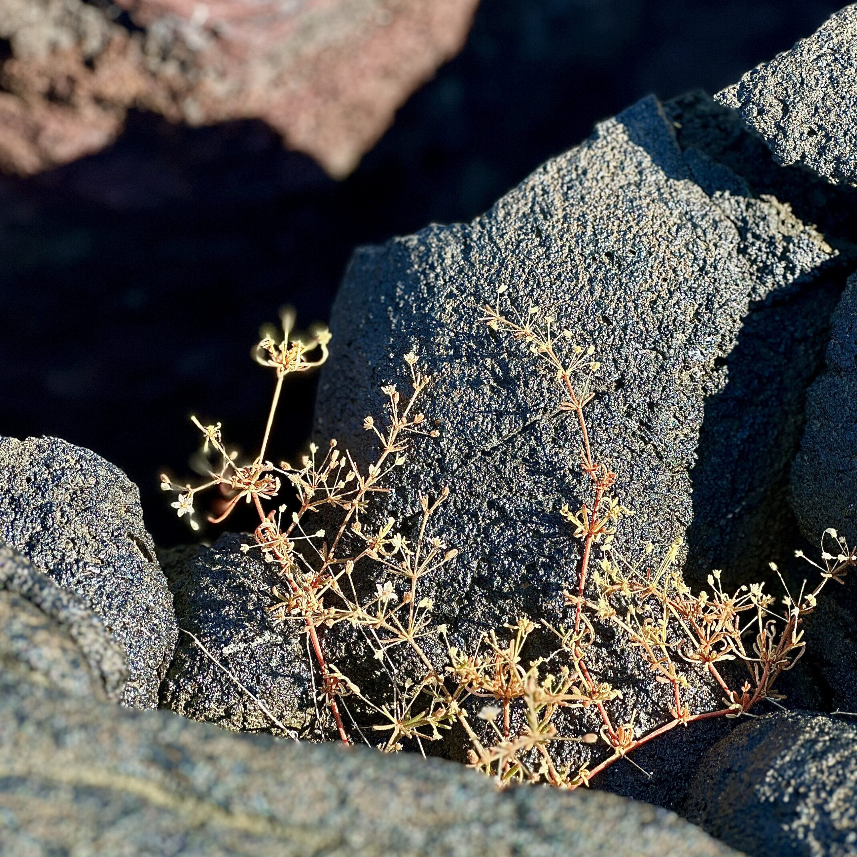 Nesting between cracks of volcanic rock, this Mollugo flavescens was found on Santiago Island. (Avril Silva) 