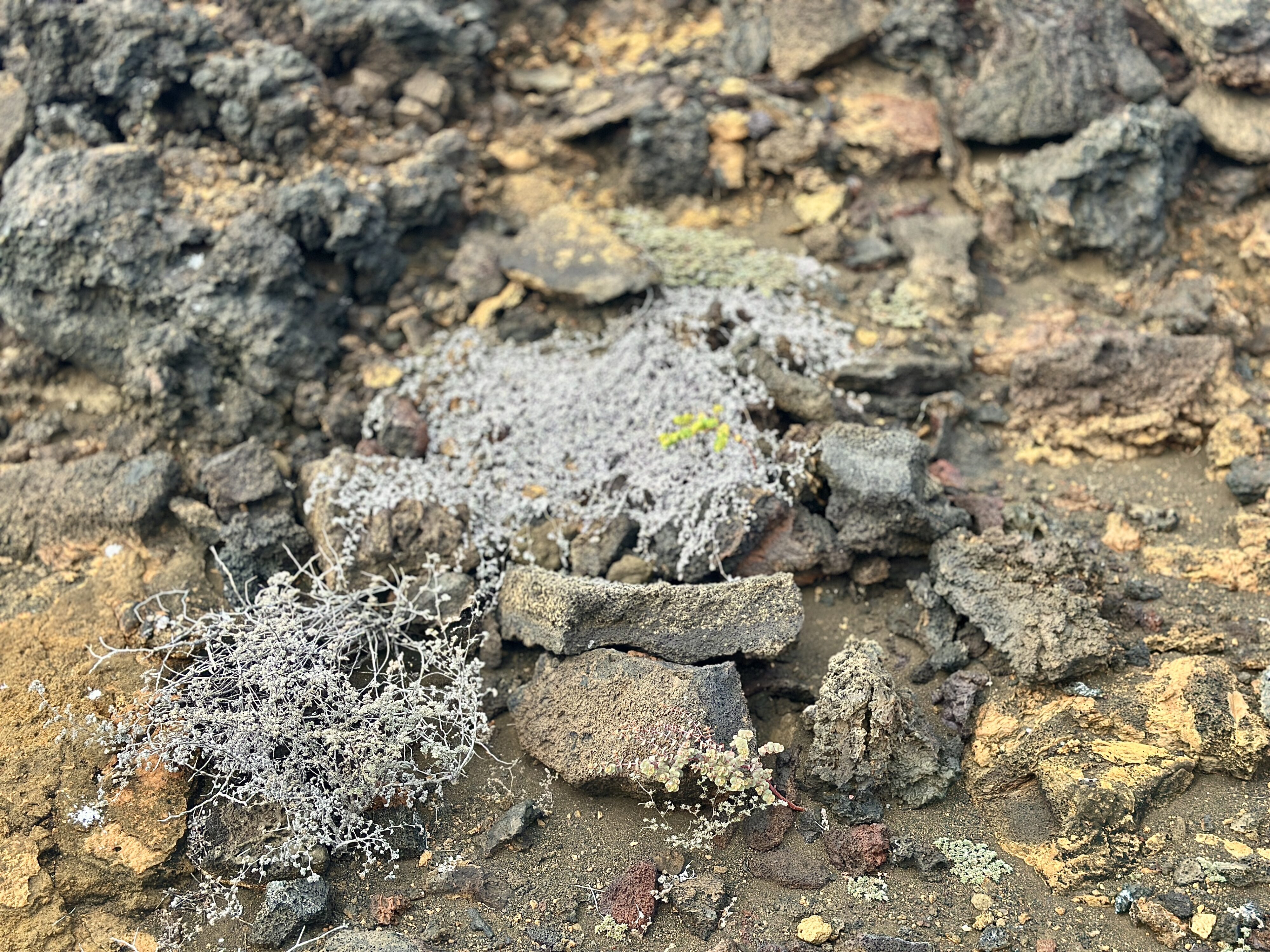 Found on Bartolomé Island, the gray matplant (Tiquilia nesiotica) is endemic to the Galápagos Islands. (Avril Silva)