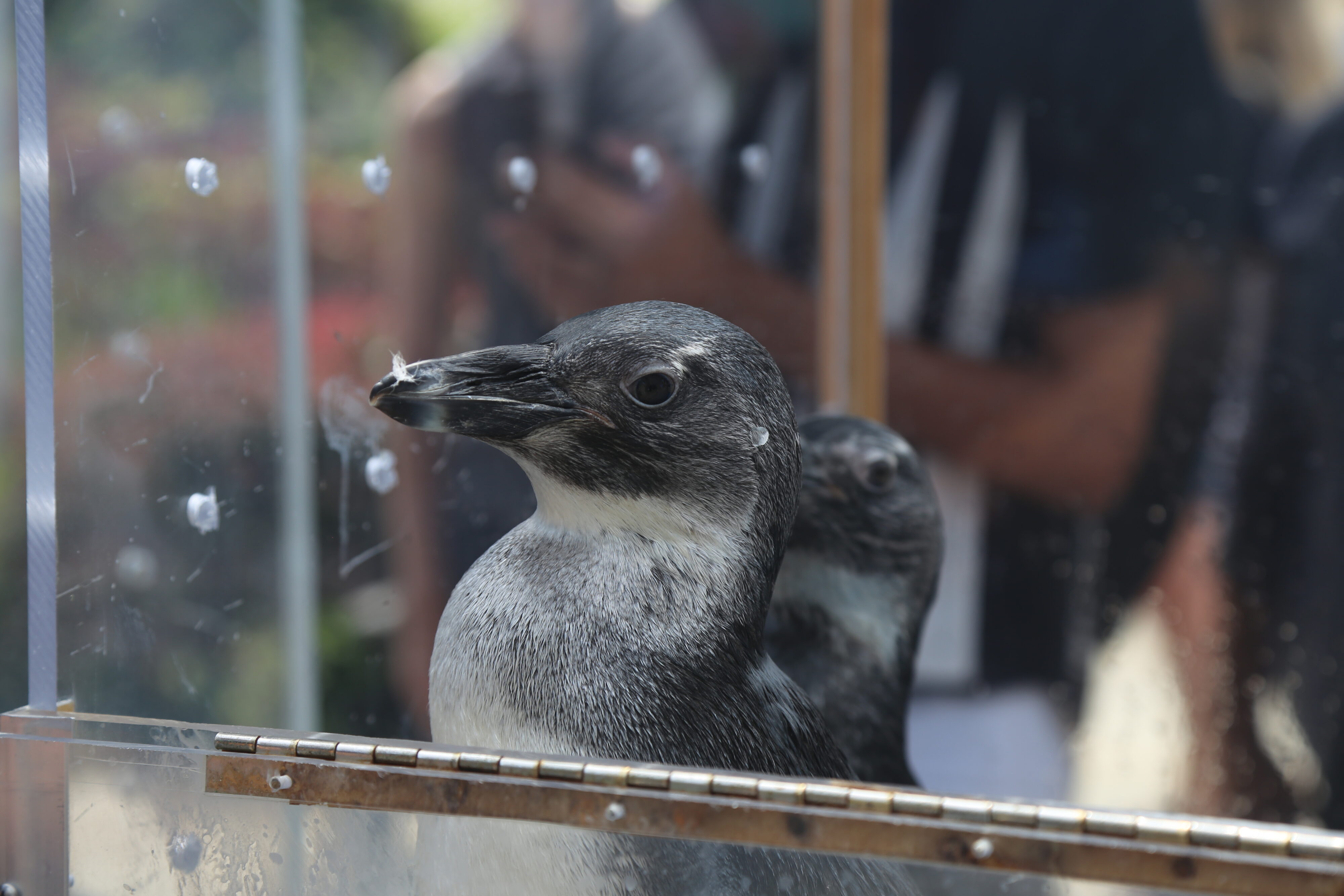 A close up of the head and beak of an African penguin, which has a Species Survival Plan as they are classified as critically endangered.