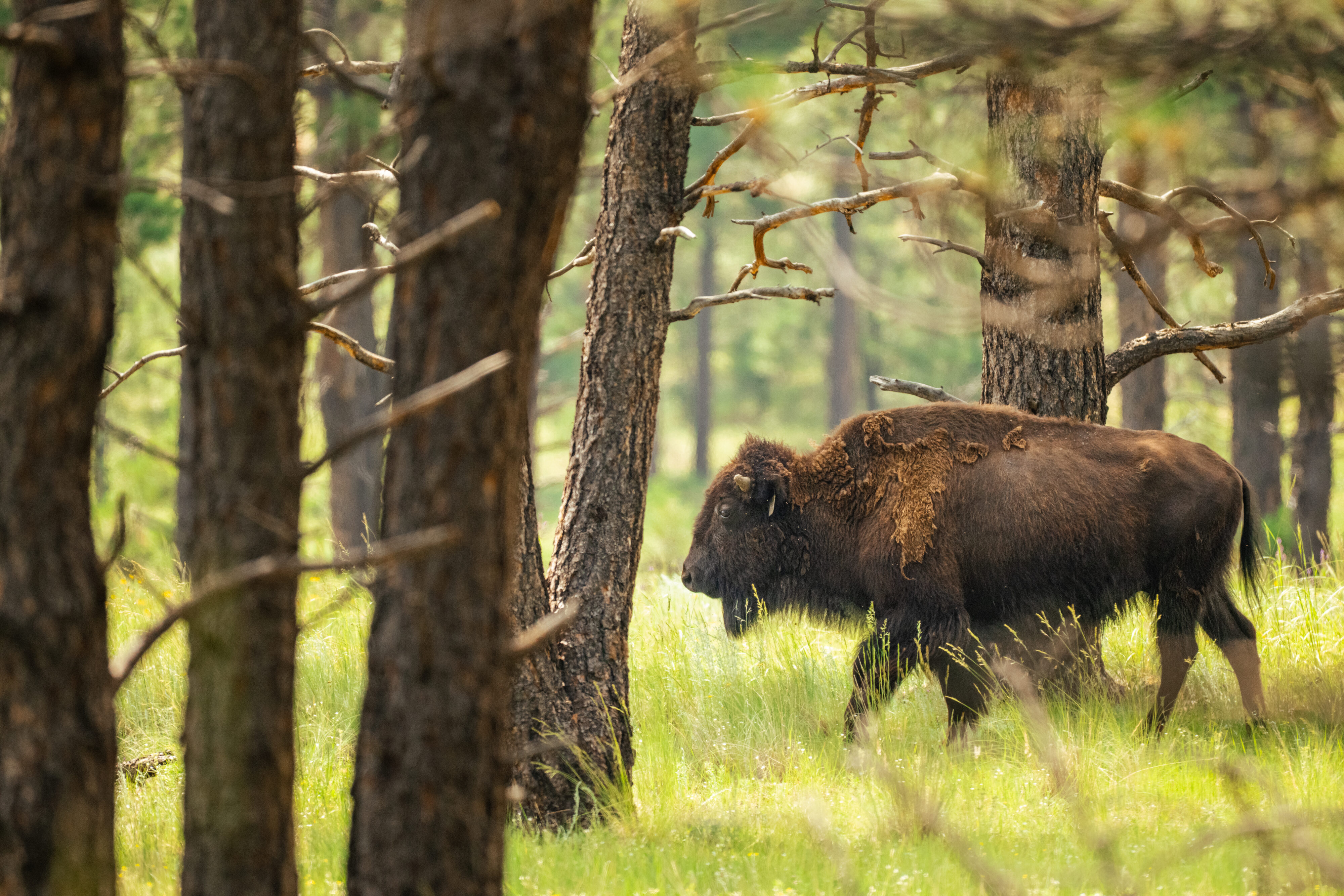 Wild Vermejo | Capturing the beauty and bounty of  New Mexico