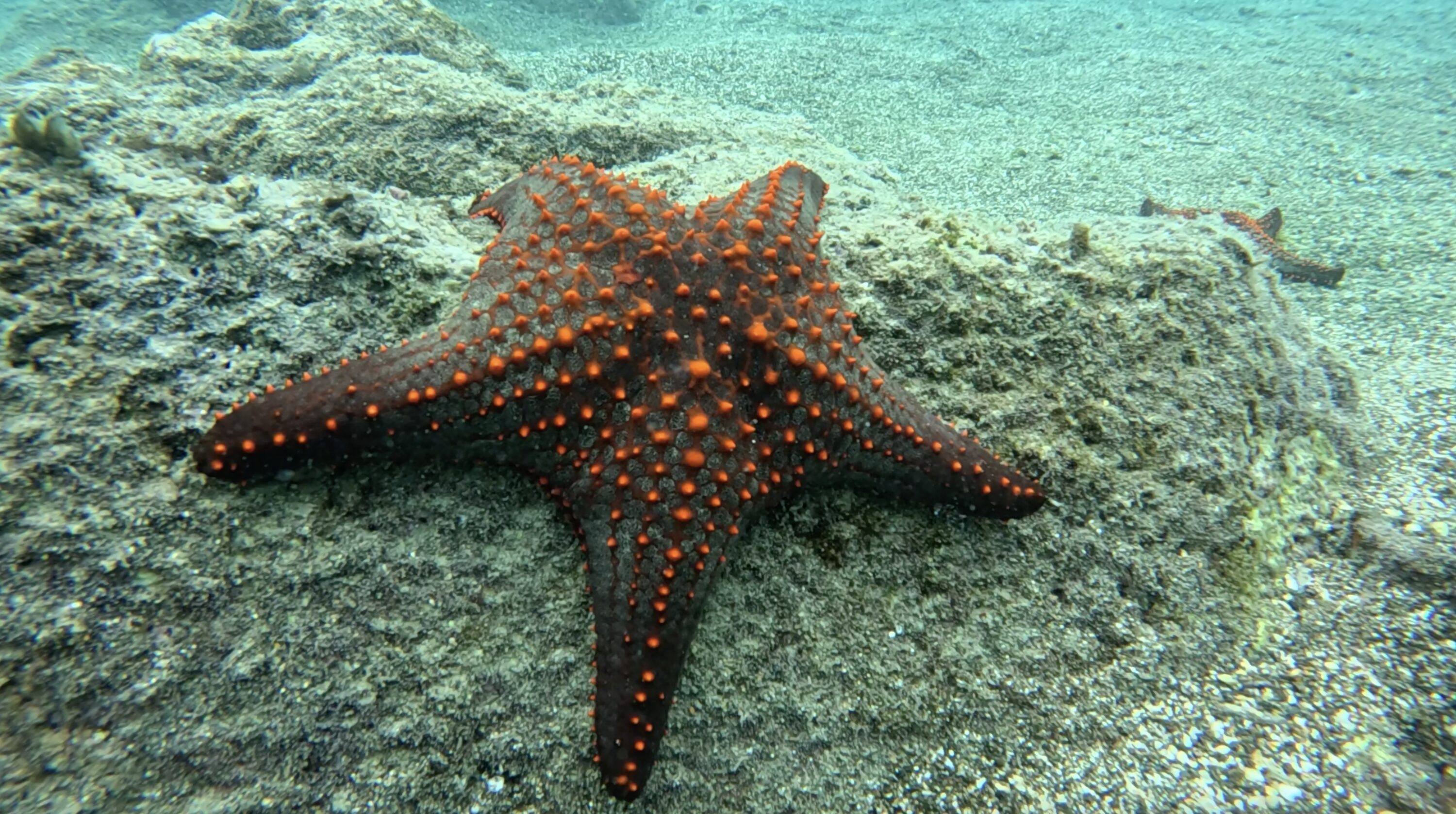 Panamic cushion star.
