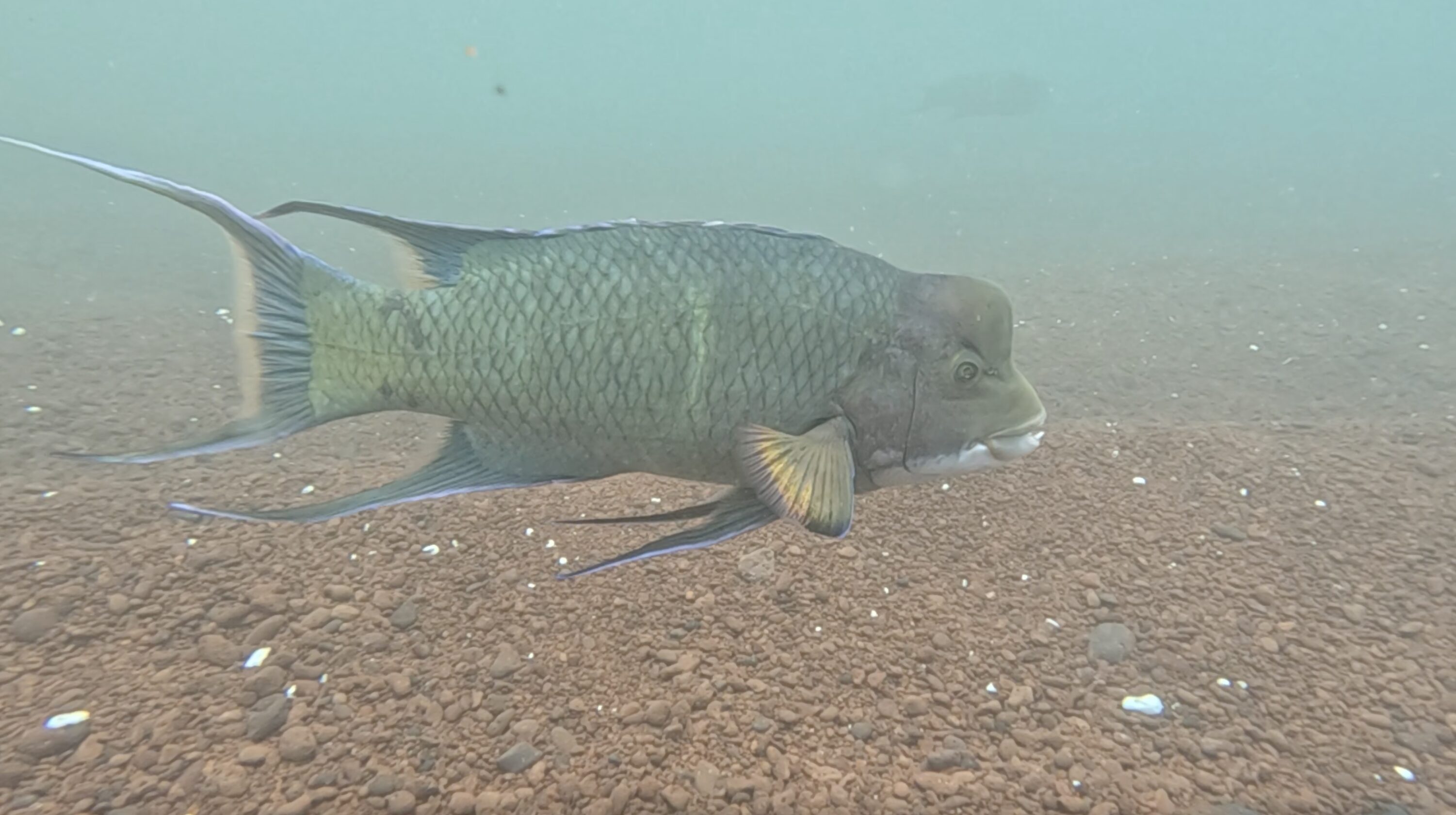 A mexican hogfish.