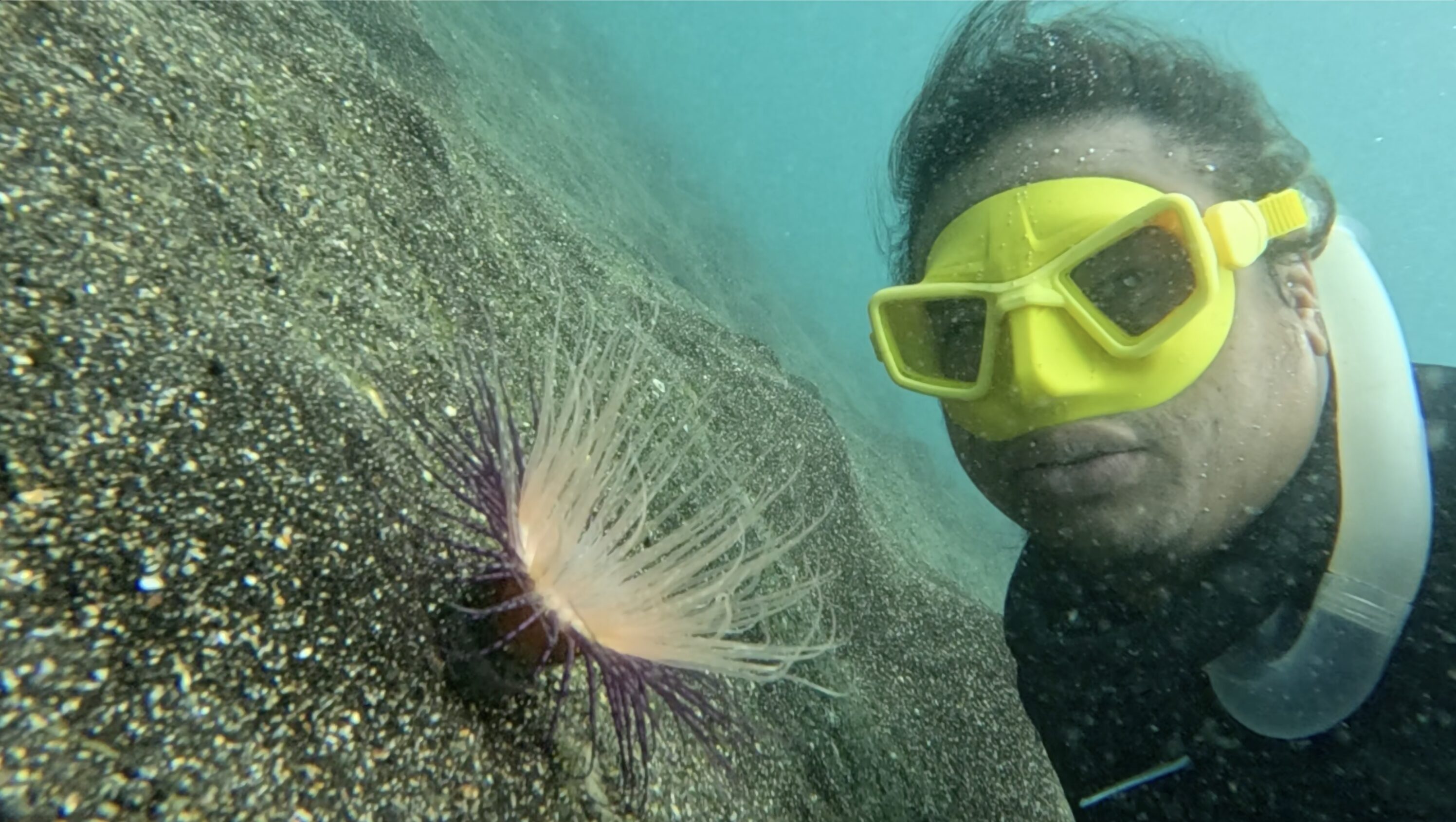 Taijeron observes an anemone. 