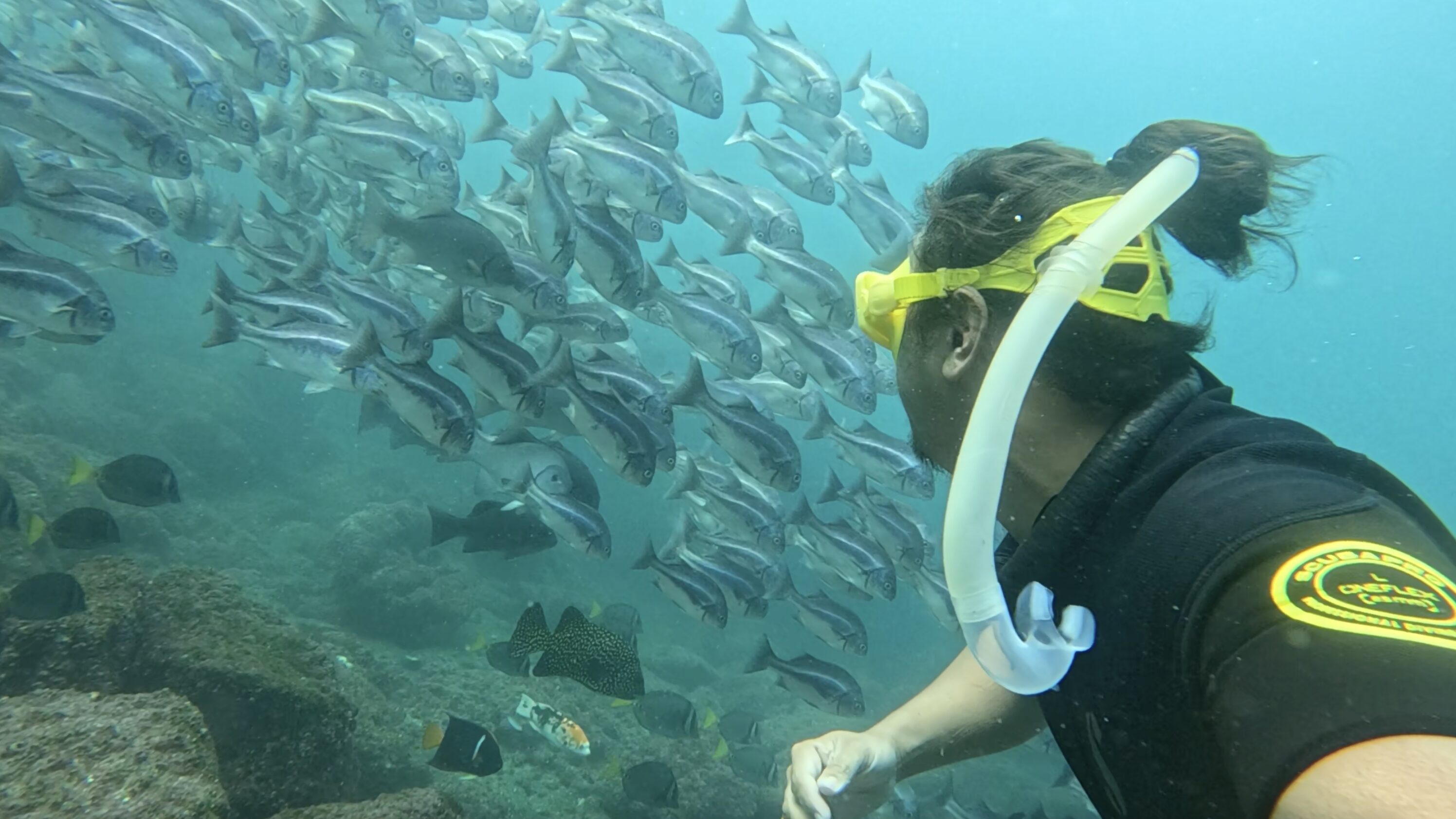Taijeron observes a school of Galápagos grunt. 