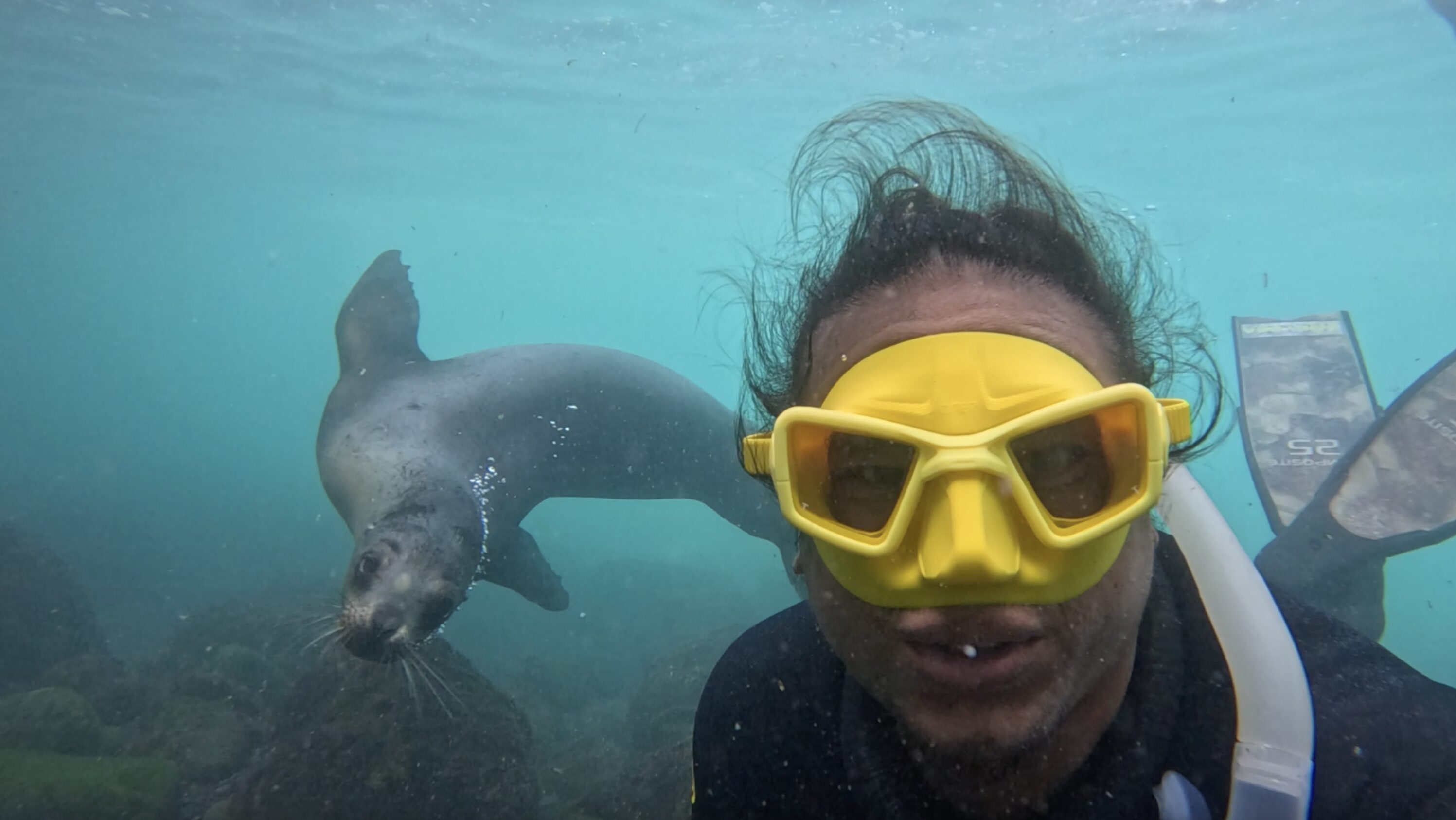 Taijeron swims with a curious sea lion.