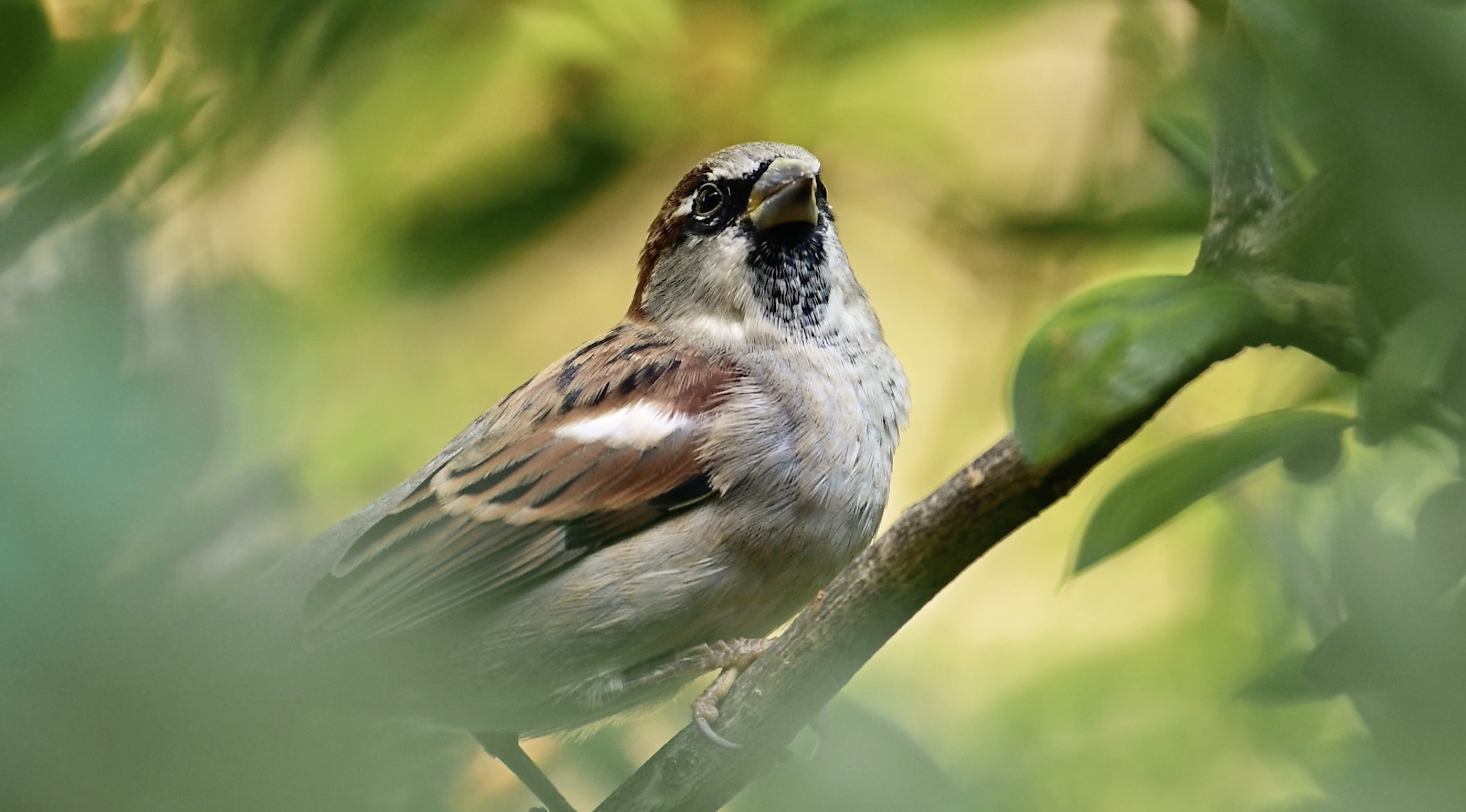 The organization racing to turn off the lights and stop bird deaths