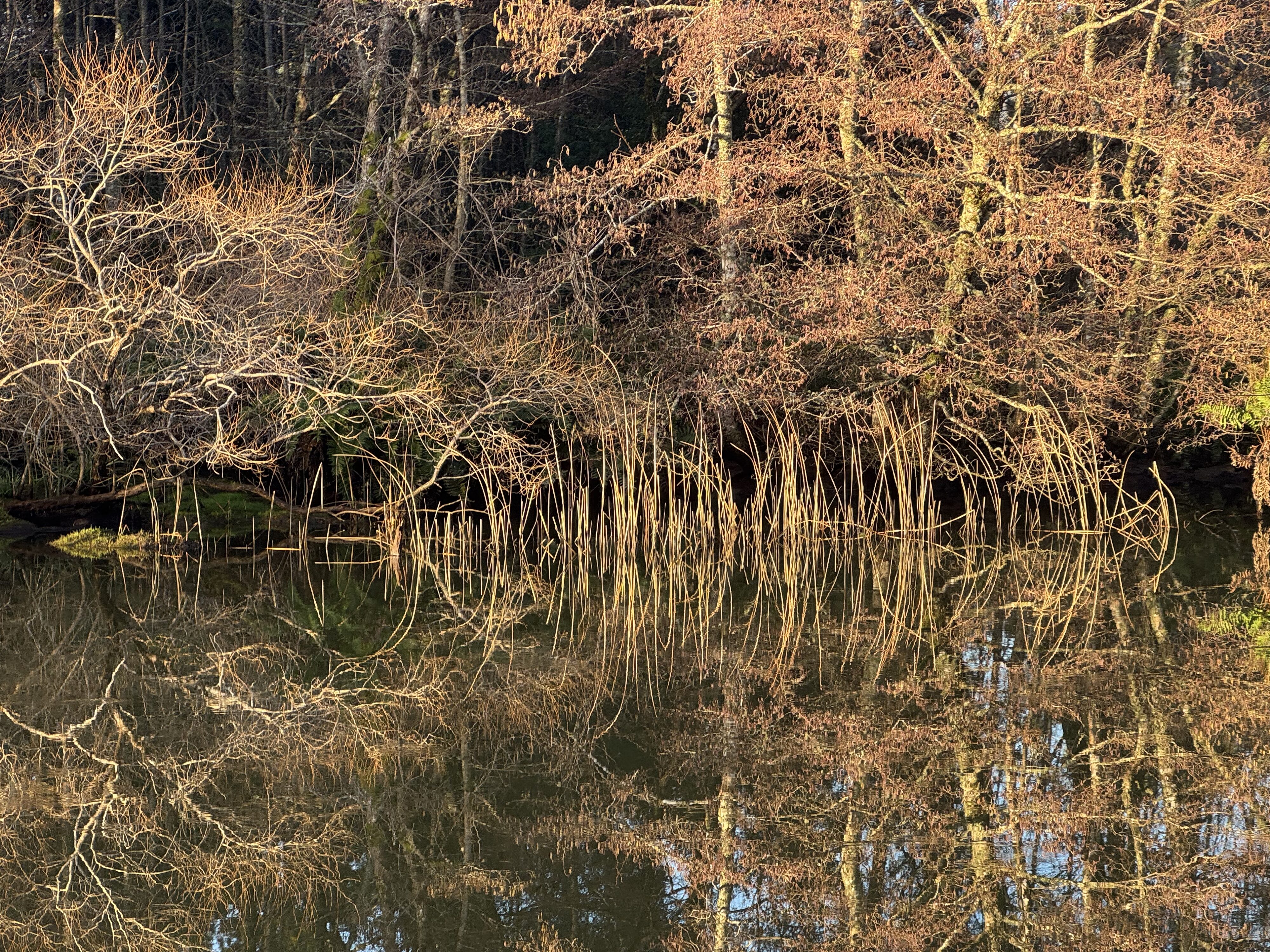 Wetlands in the Santuario de la Naturaleza Río Cruces, Valdivia, Chile by Shayah Kosak, Middlebury College.