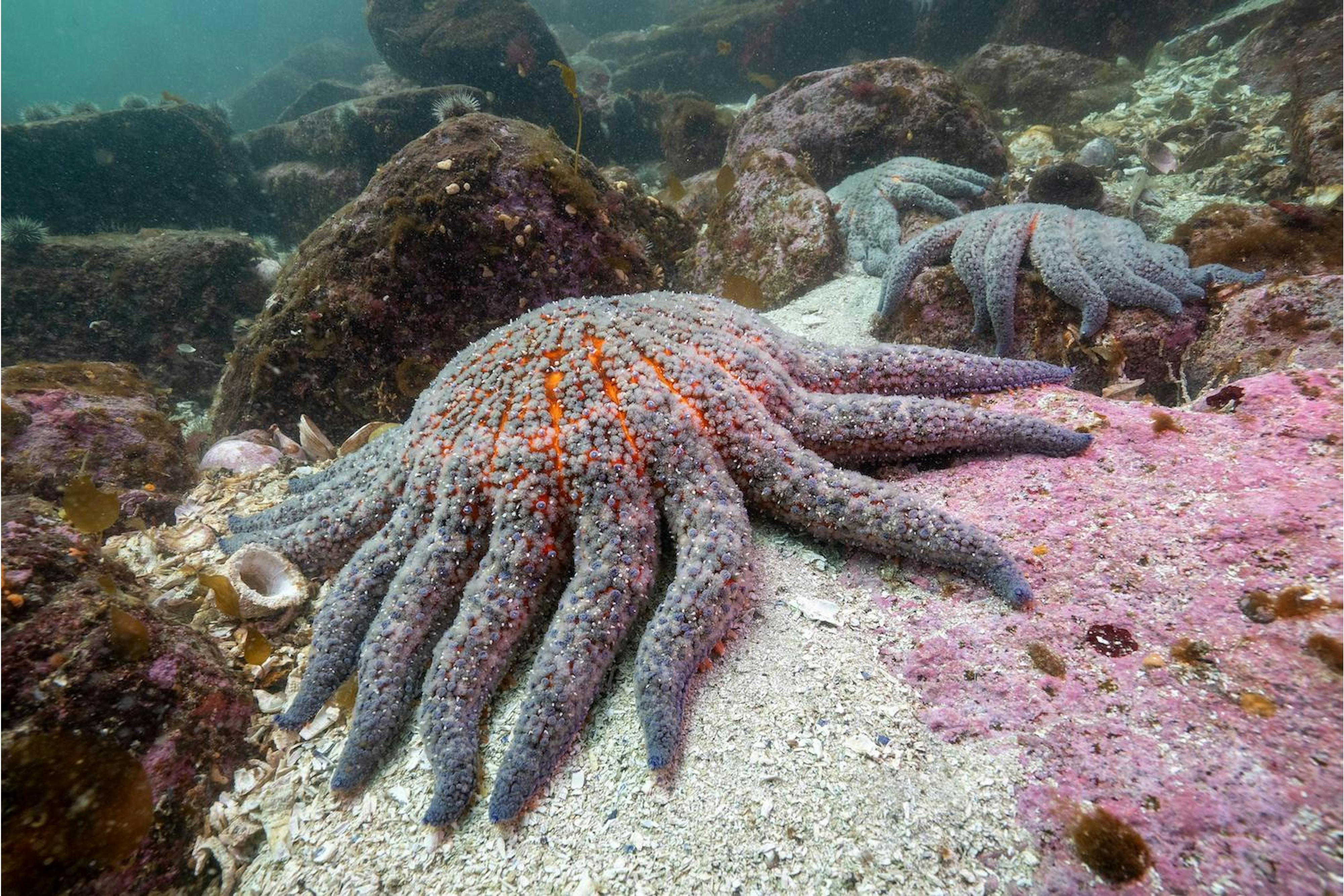 A sunflower sea star in Burke Channel, off the coast of British Columbia, Canada.
