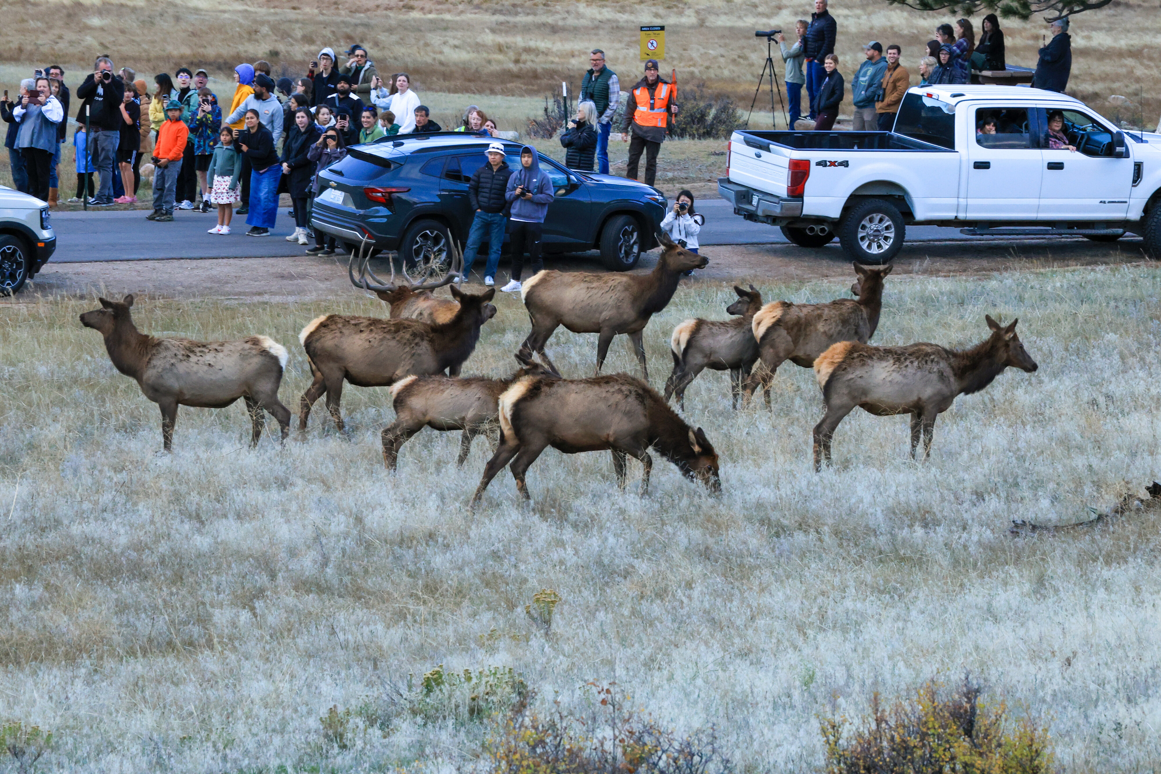 A group of elk near a crowded road.