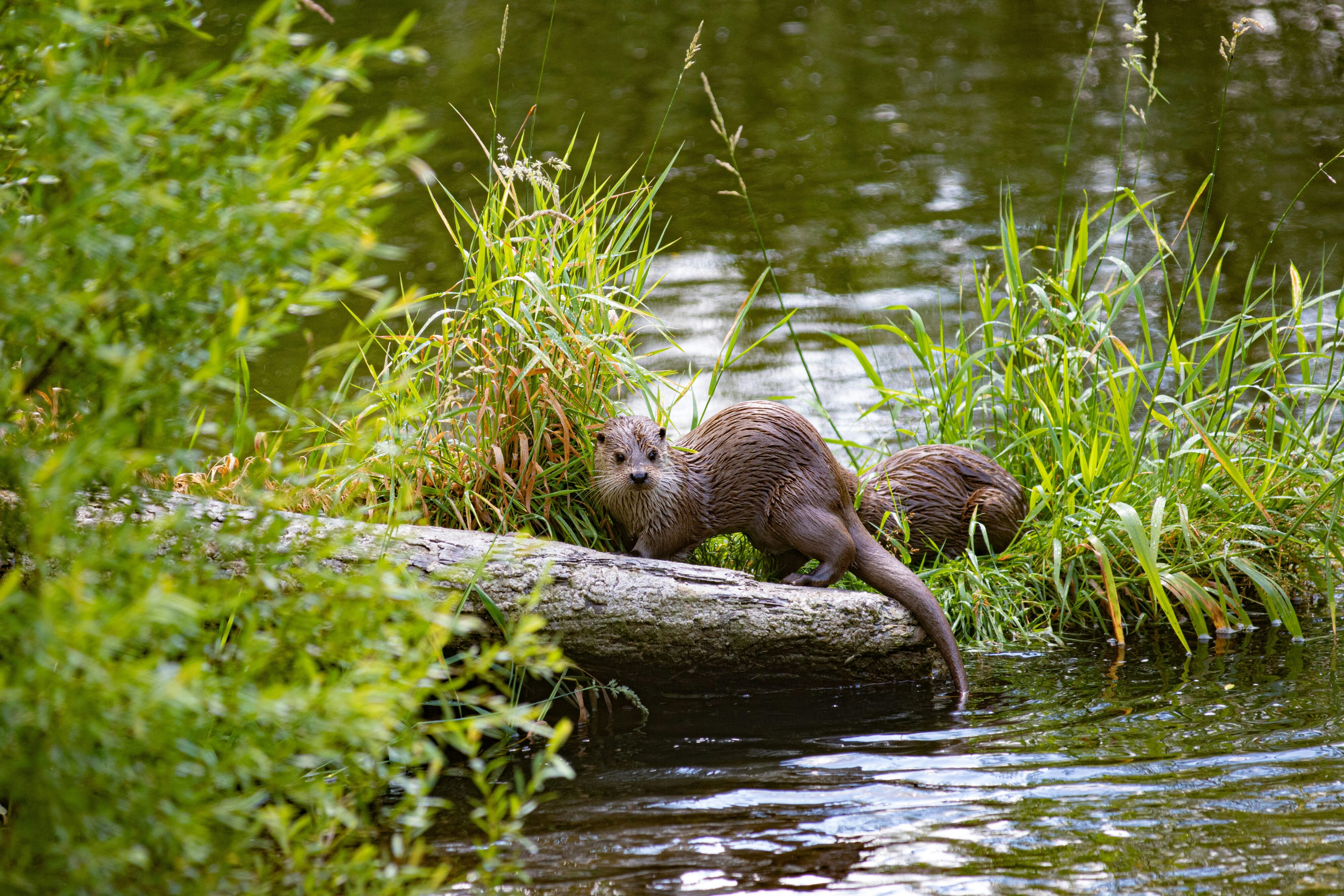 River otter restoration: The western New York success story