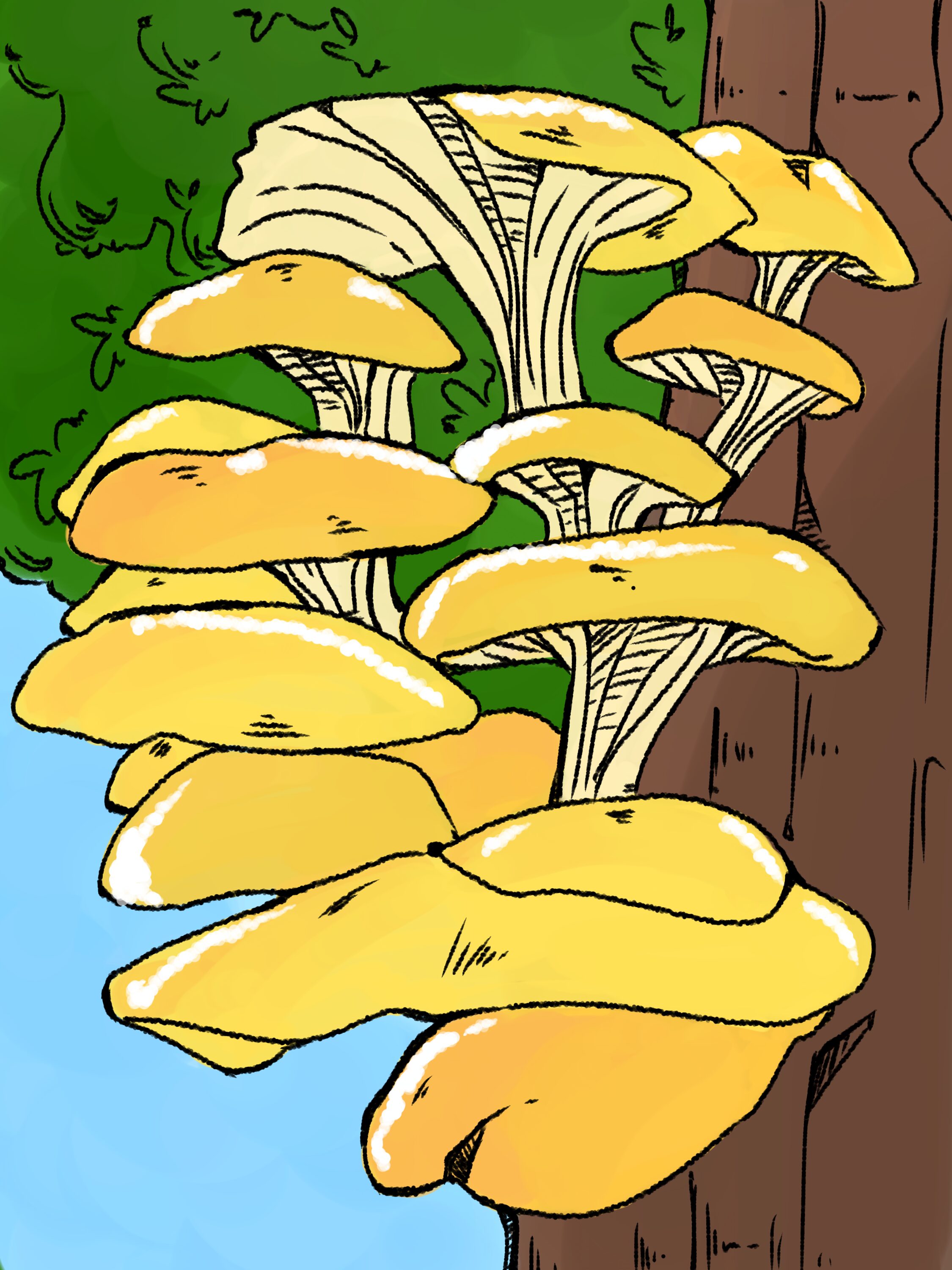 Getting to the root of the golden oyster mushrooms colonizing Wisconsin