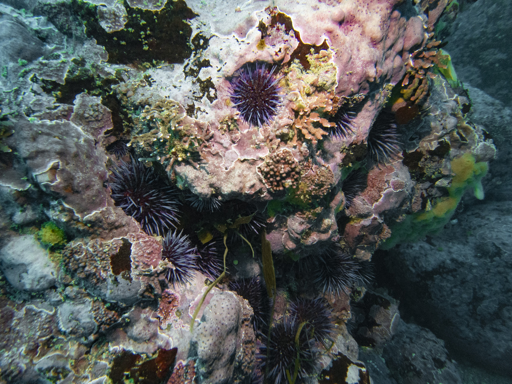Sea urchins