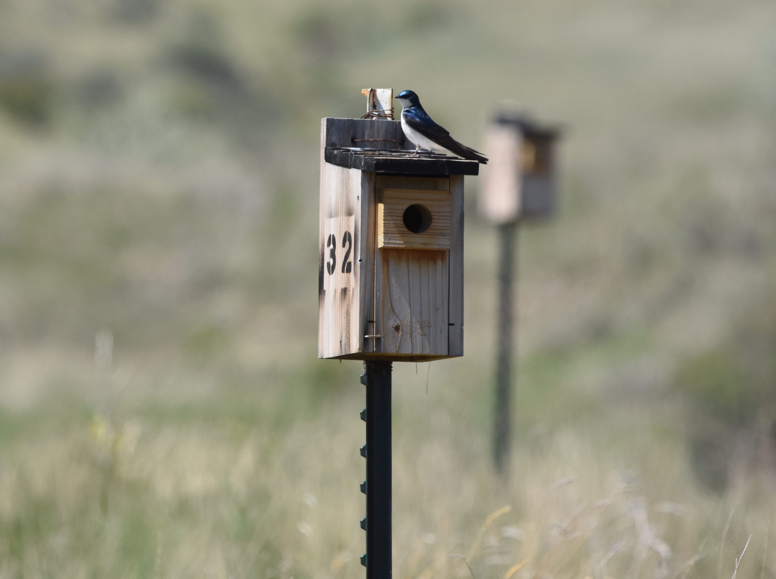 A bird on a nest box.