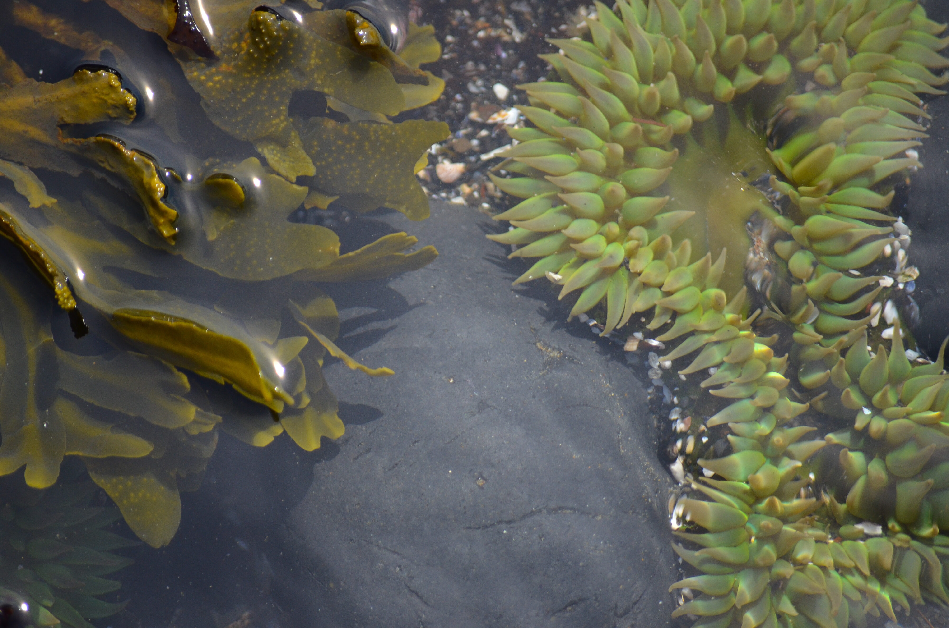 Close-up of green sea anemones.