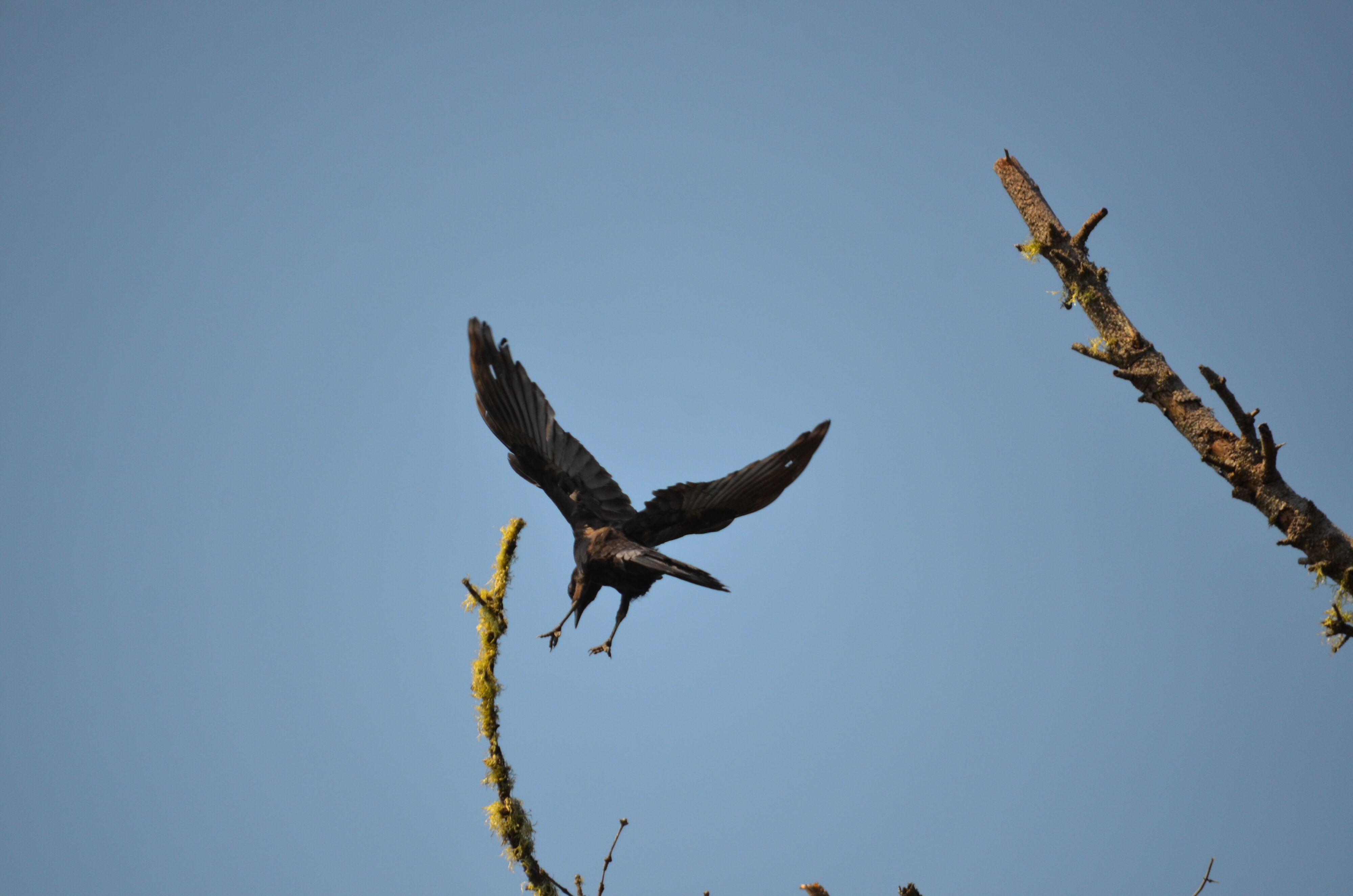 Crow flying toward a branch.