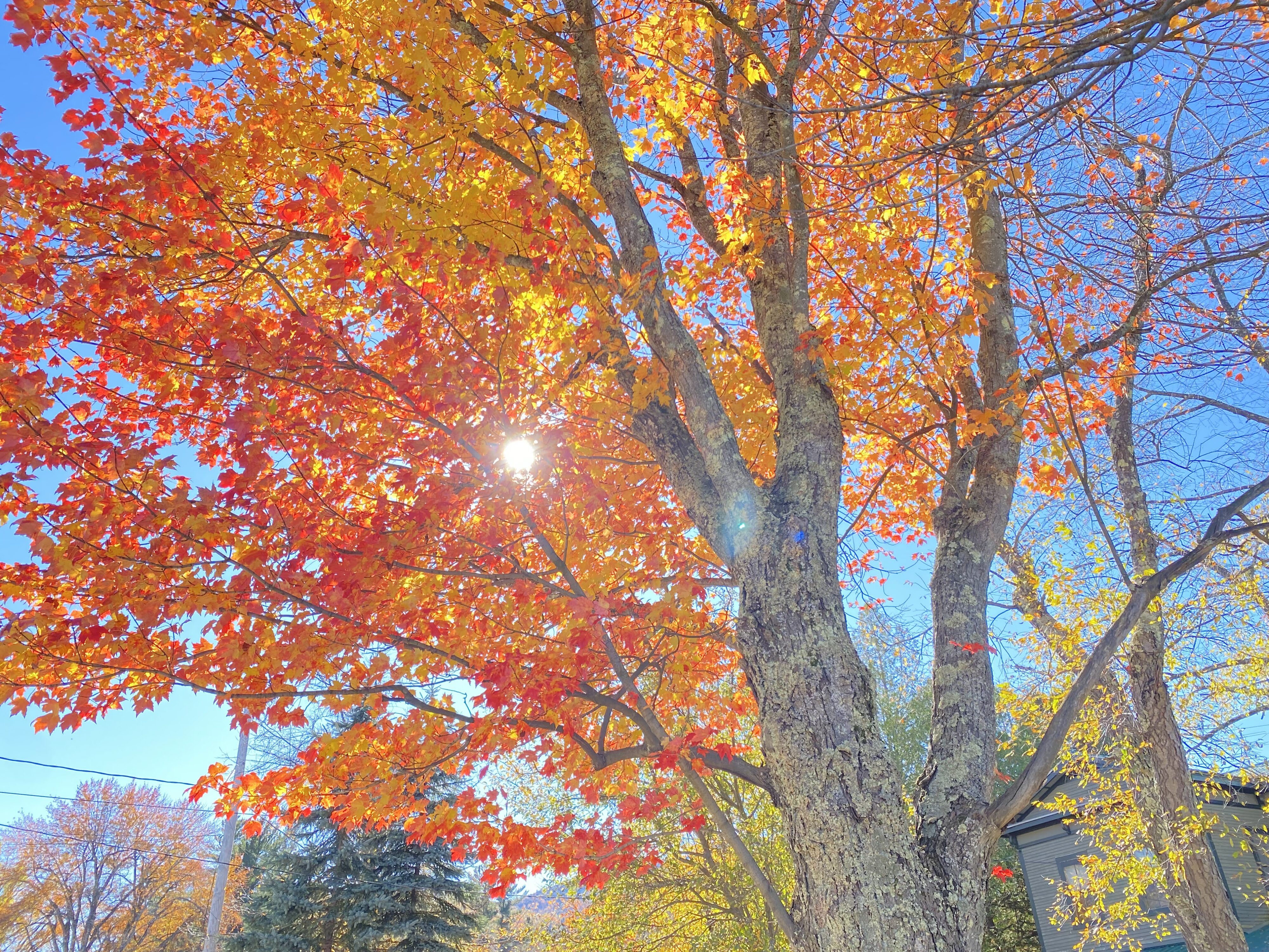 Fall colors on a tree.