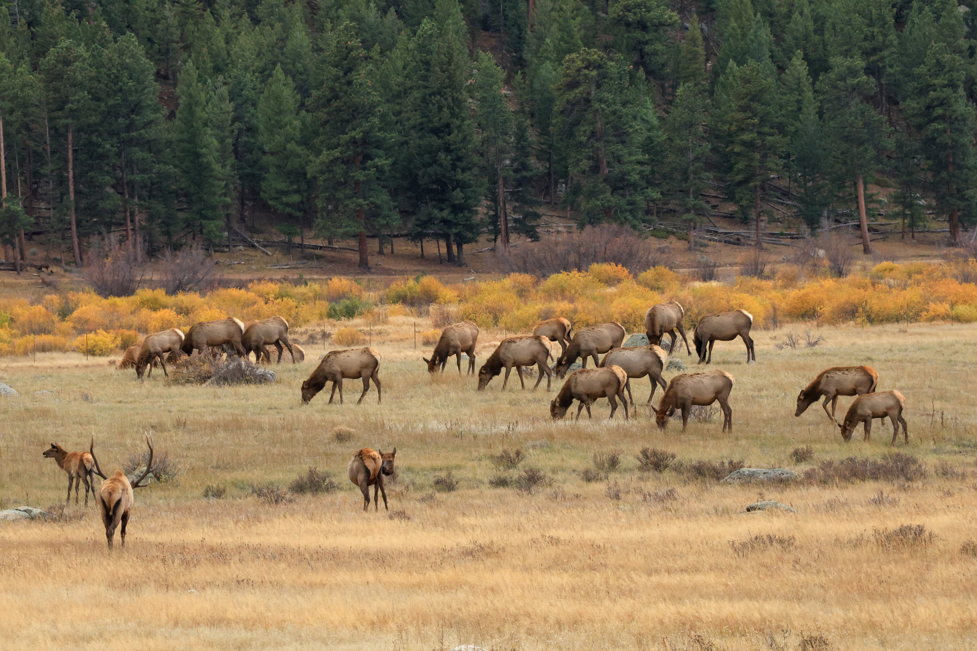Elk grazing in a field.