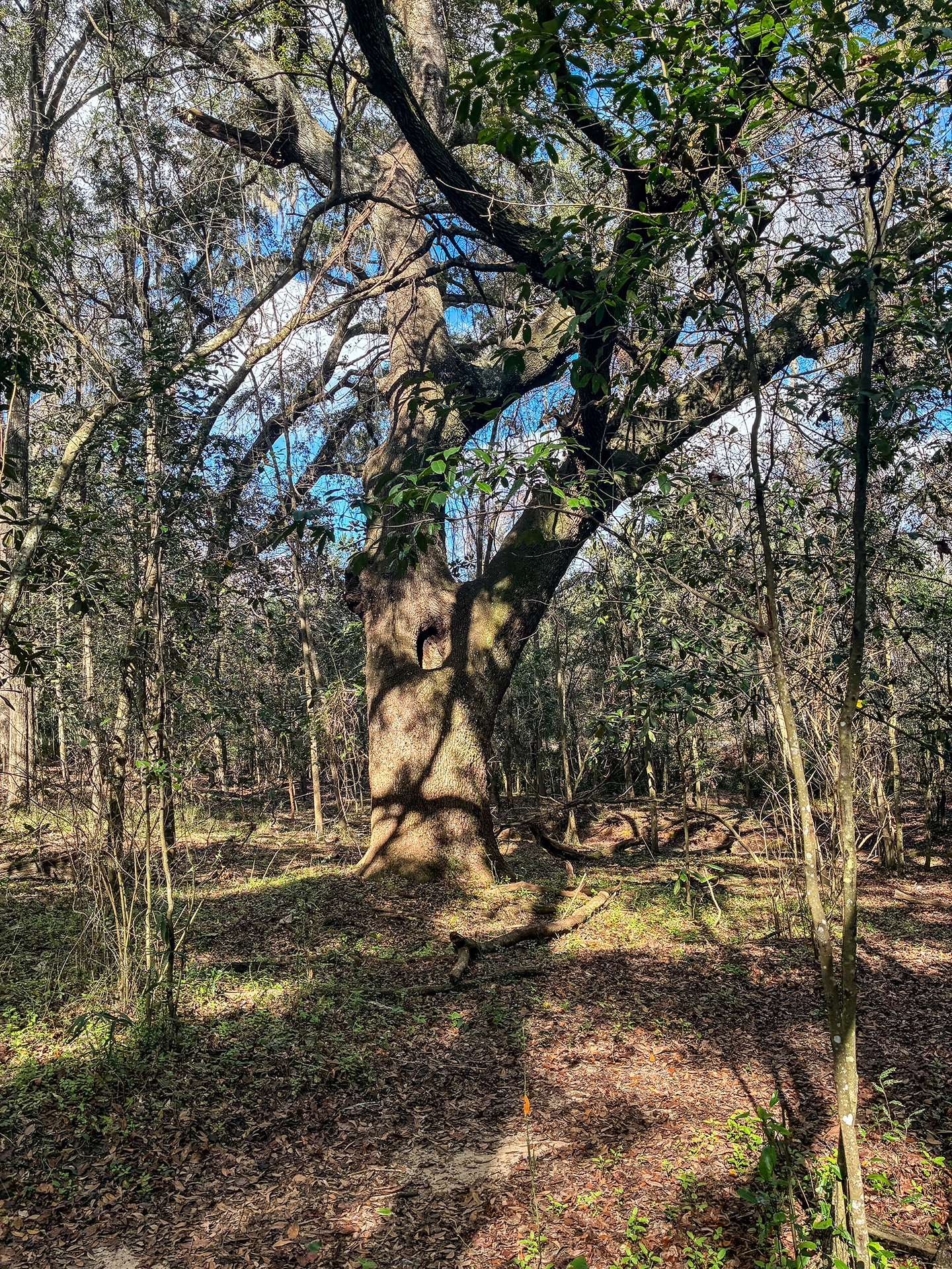 A large tree dappled in sunlight in a forest.