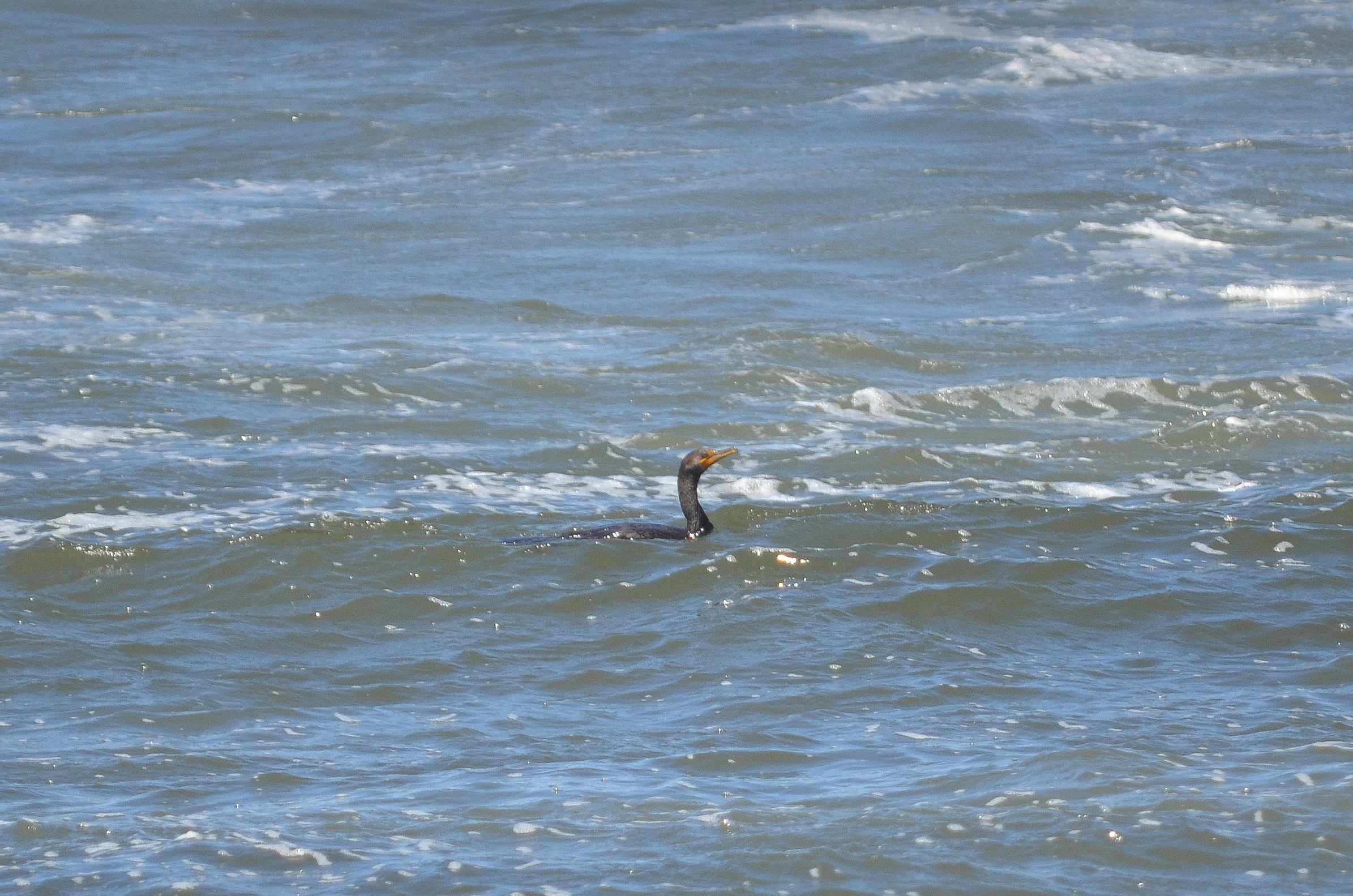 A bird in the water.