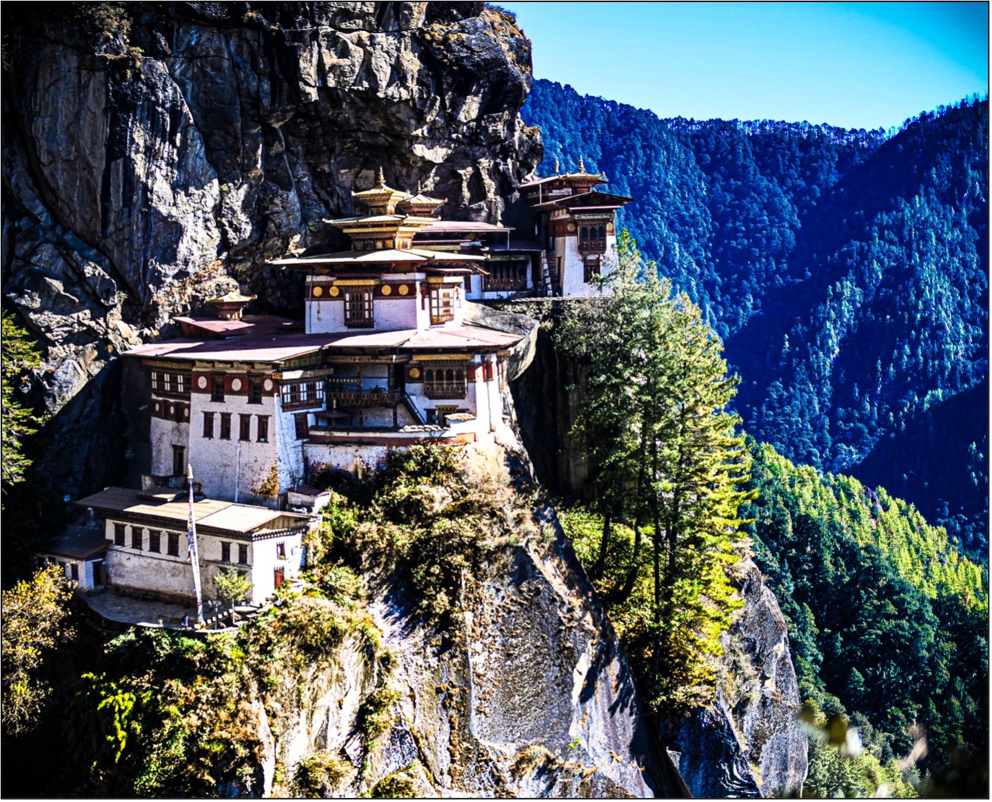 From Bhutan backyards: Native planting as a Human-wildlife coexistence strategy