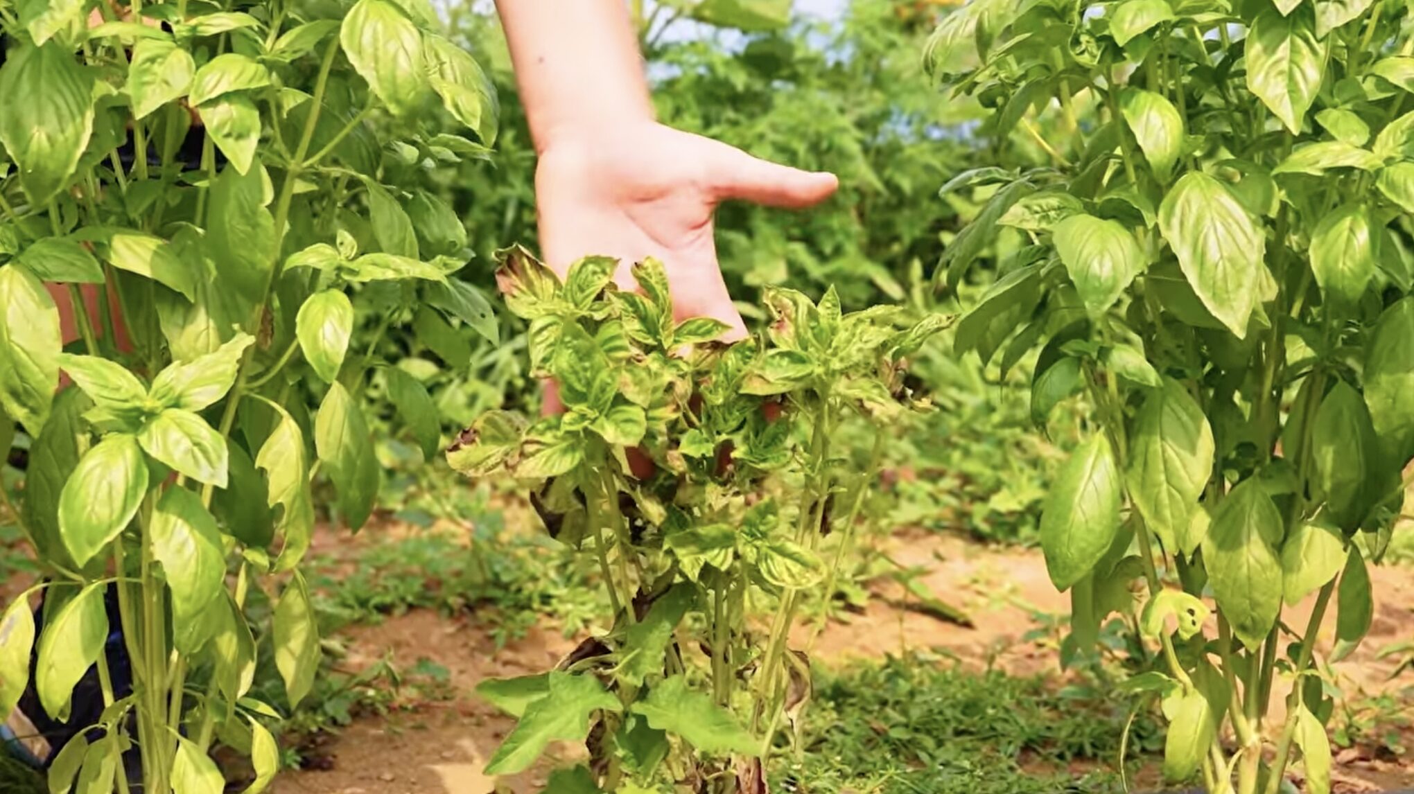 Rooted in trust: How Rutgers University researchers and NJ farmers collaborate to shape the future of basil