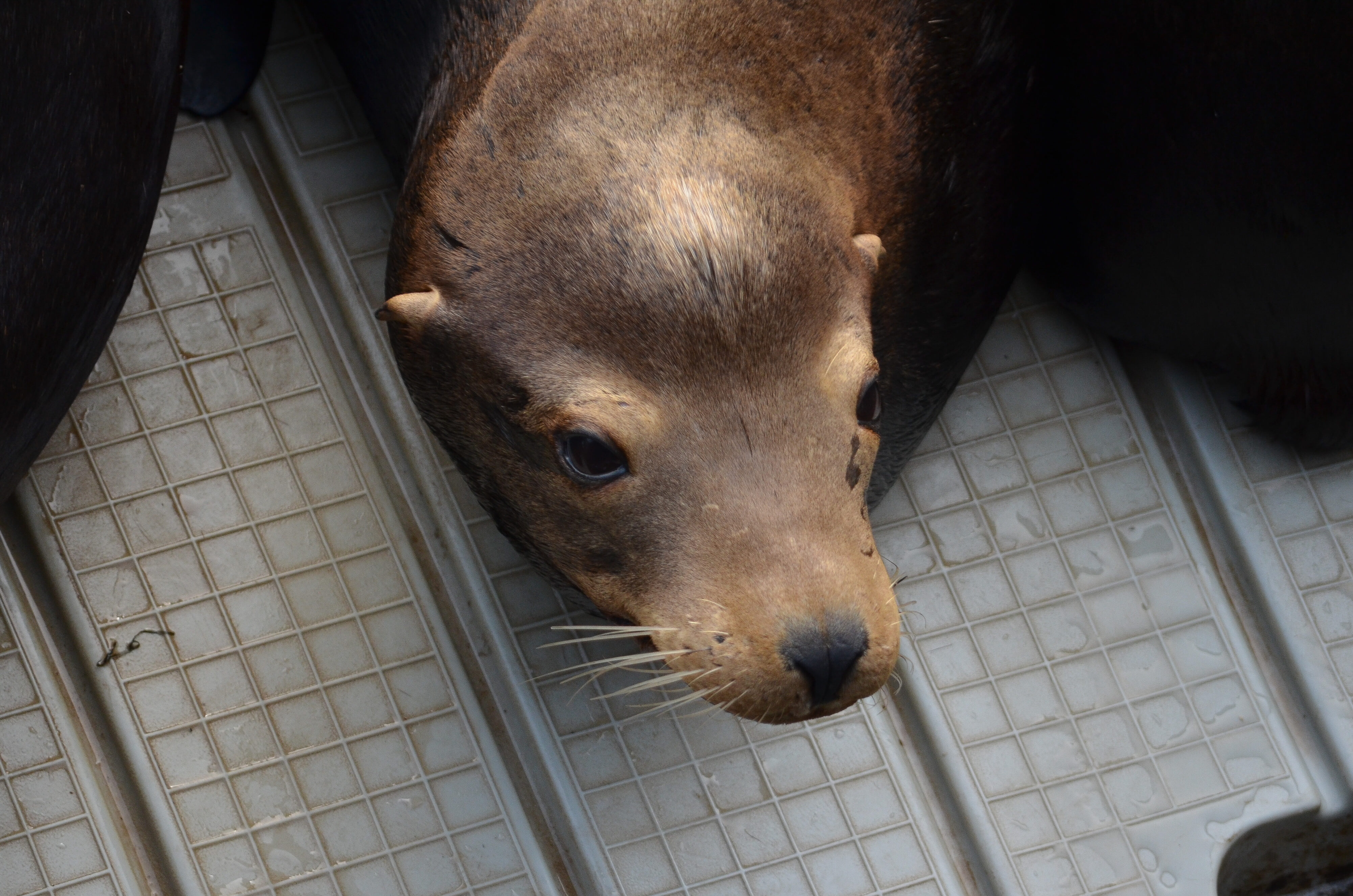 Sea lion on a dock.