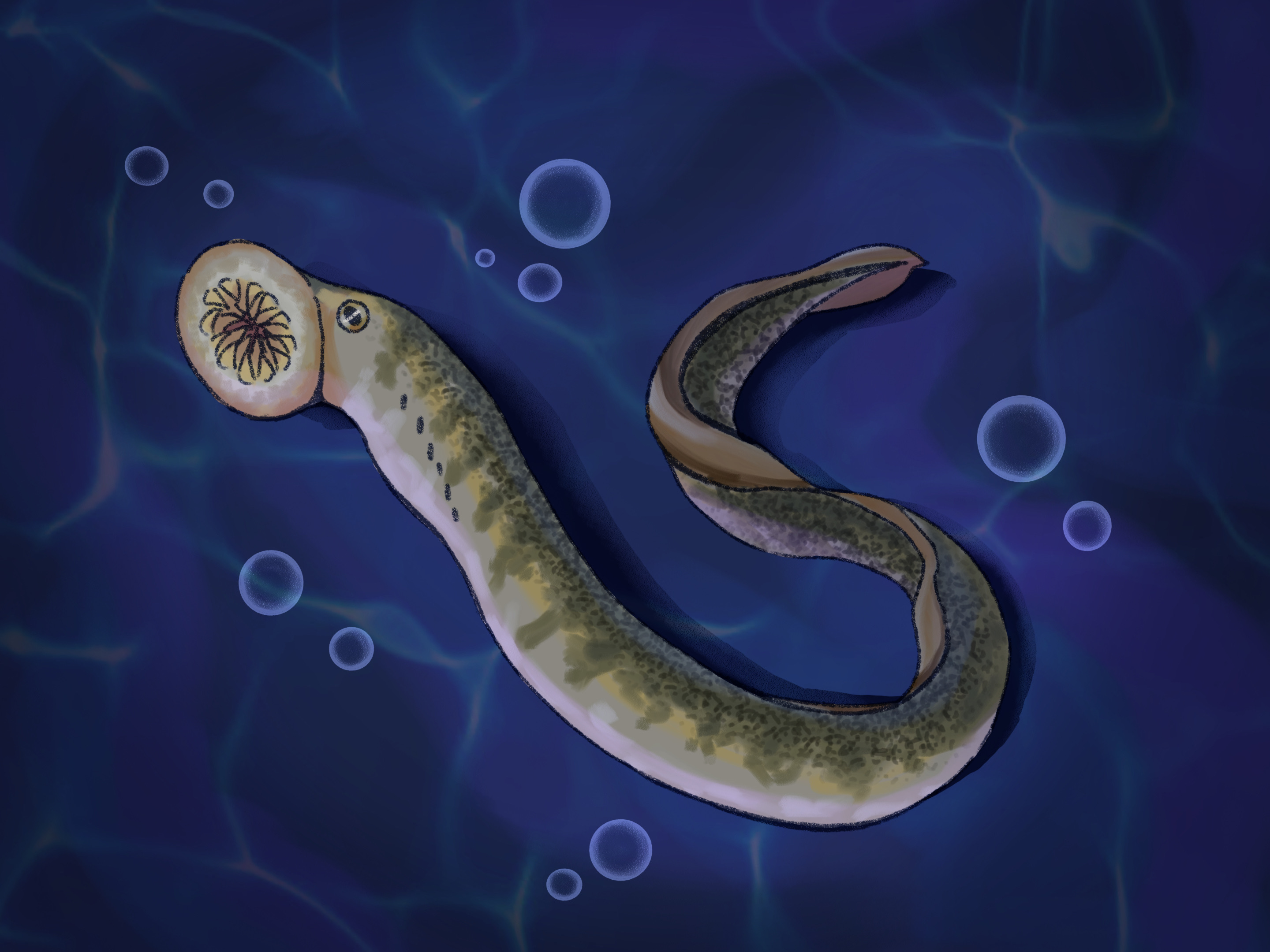 Illustration of a sea lamprey.