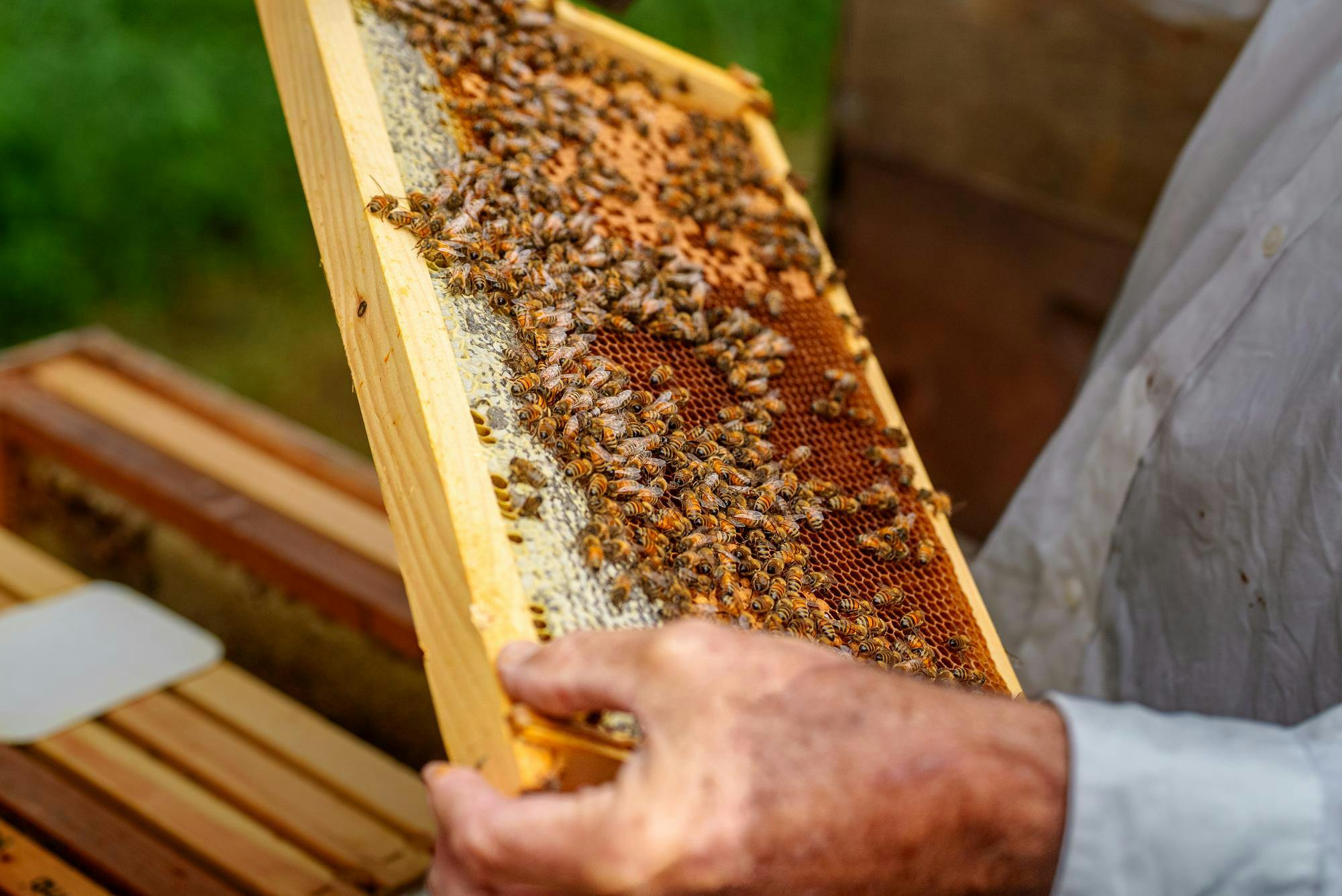 Inside the hive: Alamance County beekeepers and their fight for honeybee survival