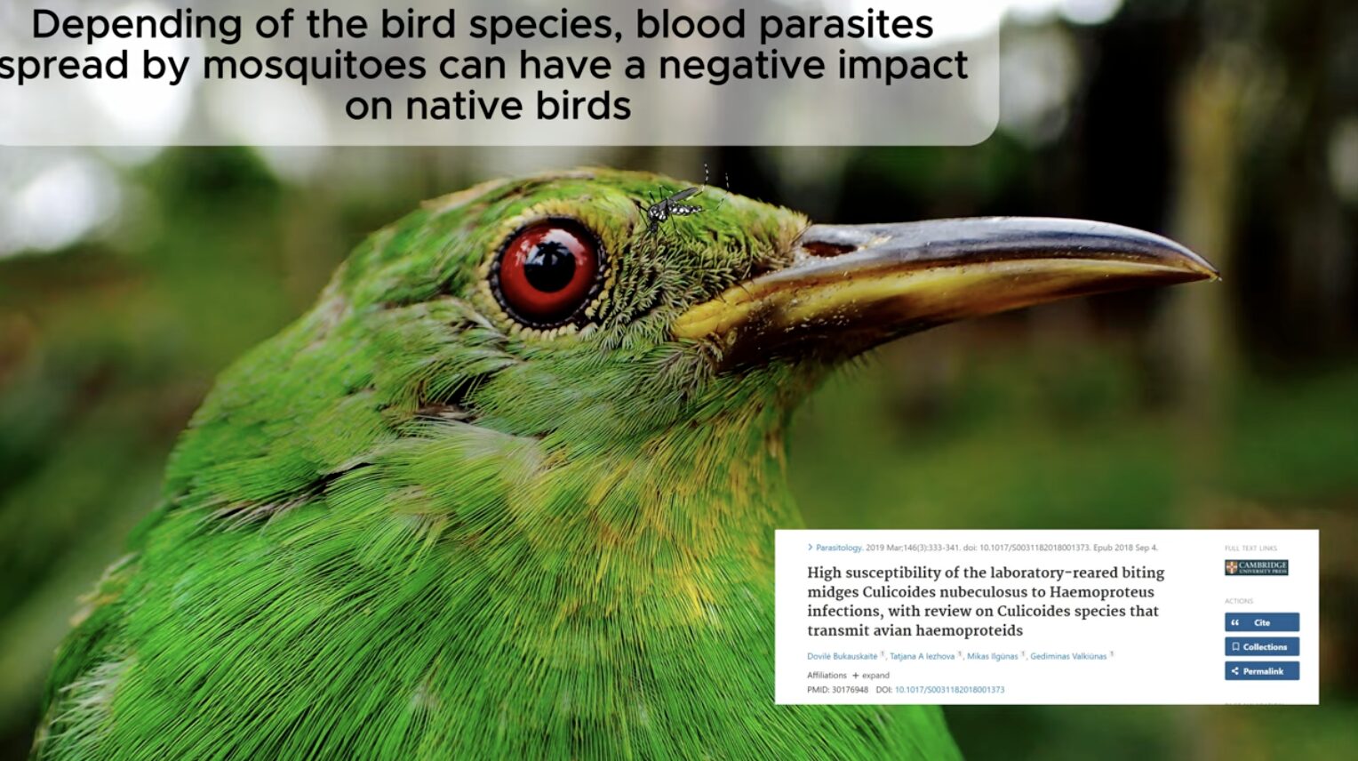 From forest to parasites: Is climate change to blame?