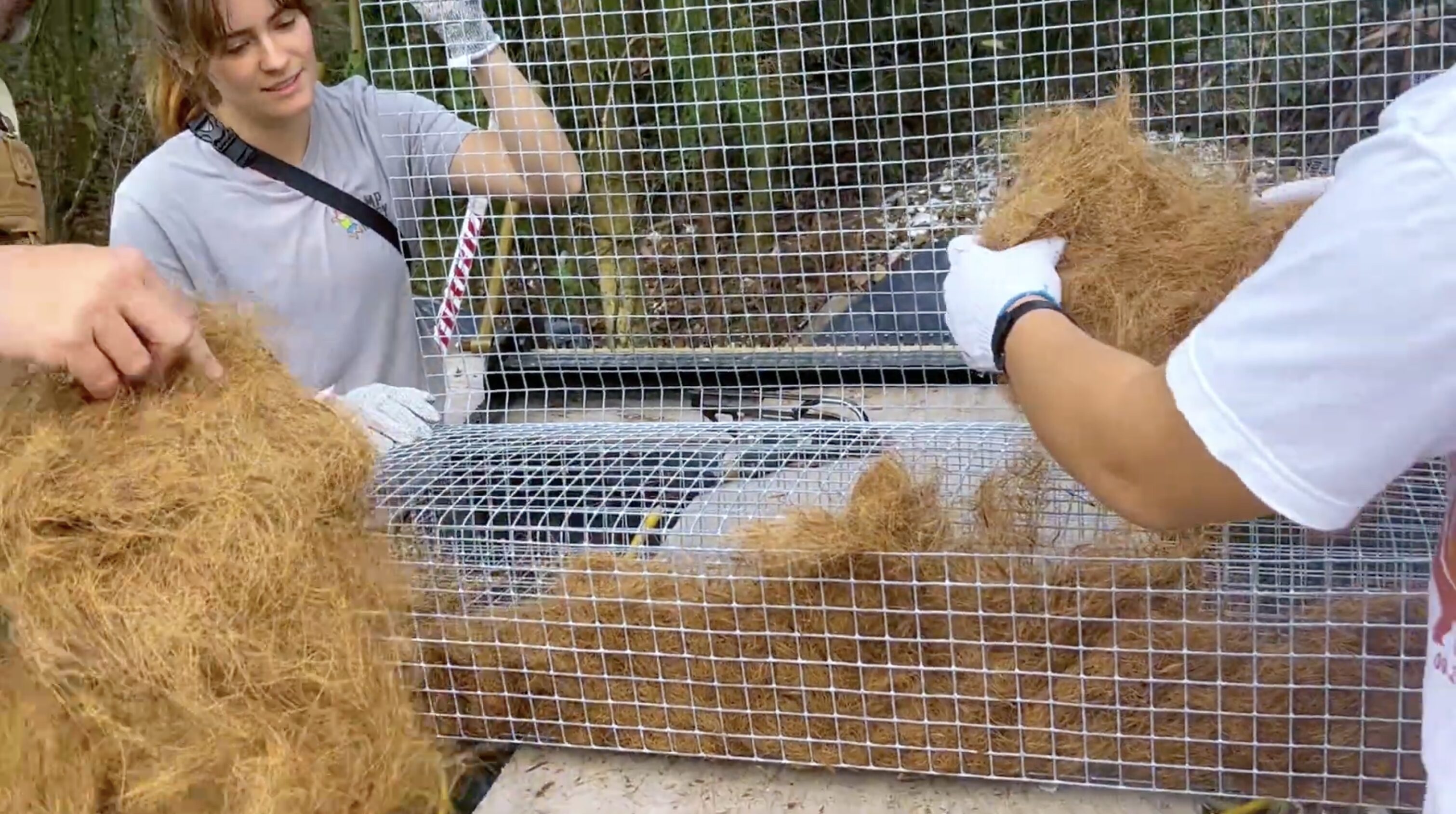 Shell surplus: How South Carolina communities are restoring the oyster population