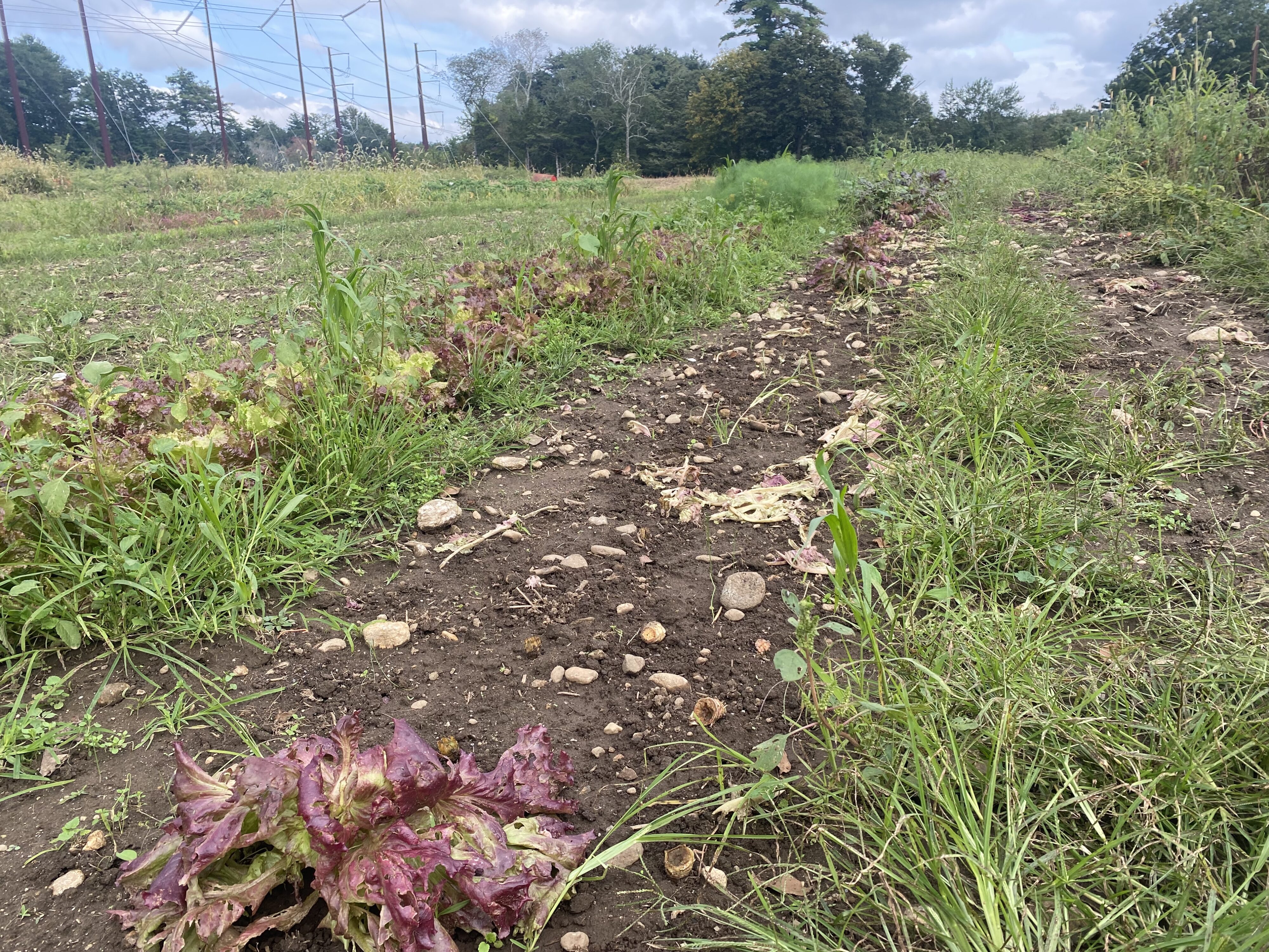 An empty row on a farm.