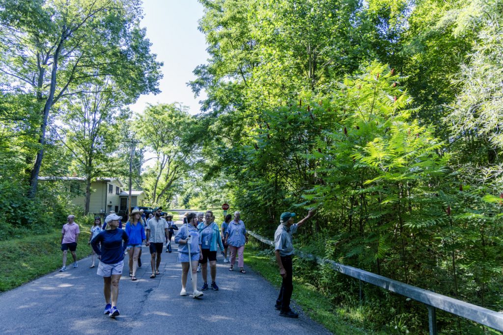 A group of people walk on a shady, paved road, alongside a heavily wooded area. One person is reaching out to touch a branch.
