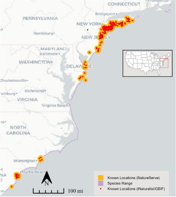 A grey and white map of the eastern United States coast, from Connecticut to the top of South Carolina, featuring red and orange dots, highlighting "Known Locations" of seabeach Amaranth.