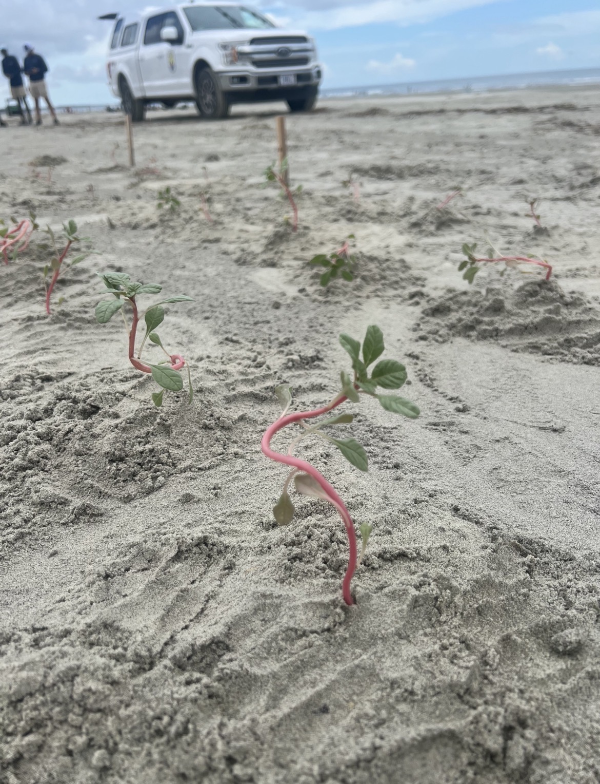 New amaranth plantings in the dune sand.