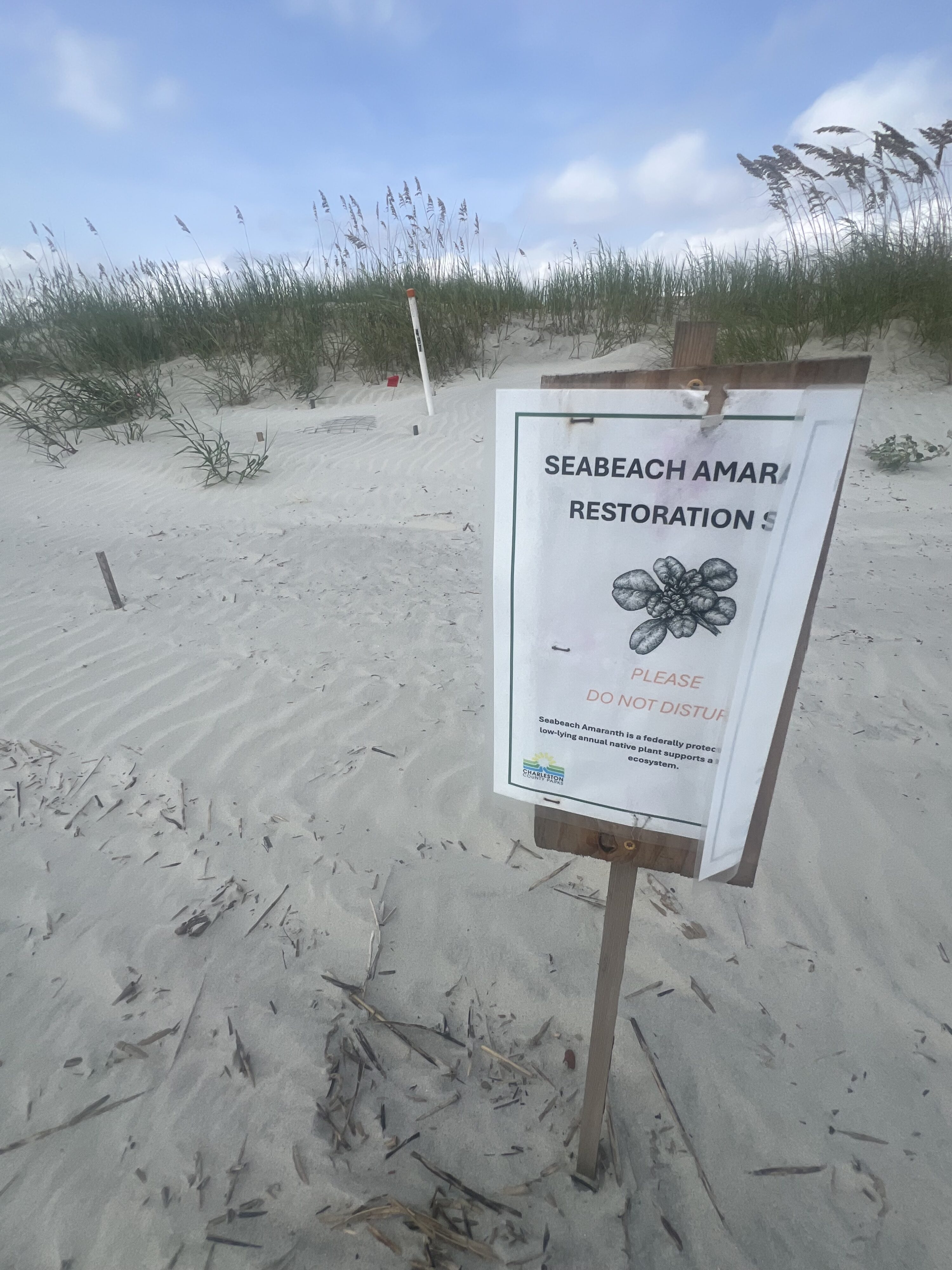 Sign posted on a beach in front of a dune that reads: “Seabeach Amaranth Restoration Site Please Do Not Disturb."
