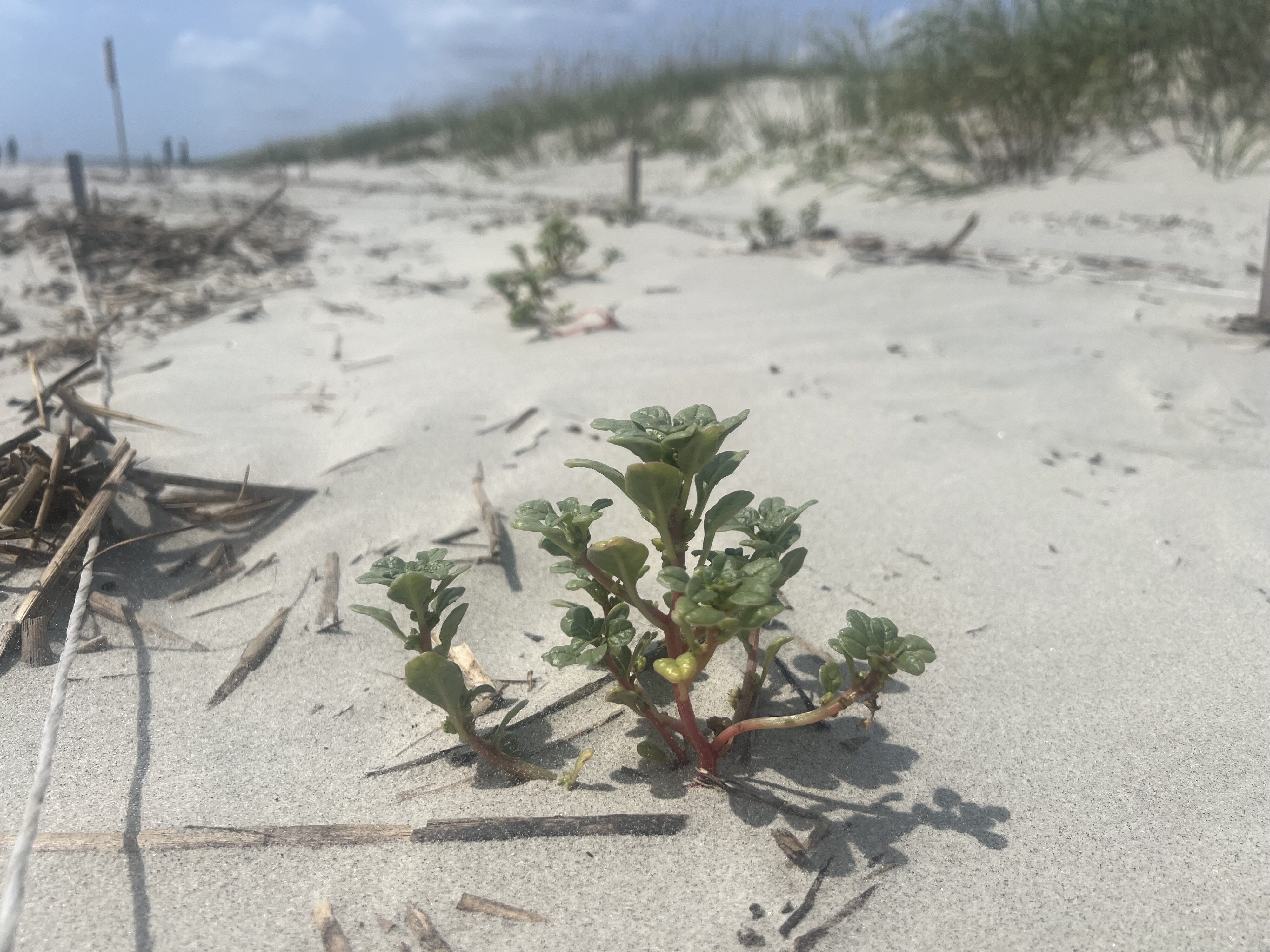 Slightly larger plants in the dune sand.