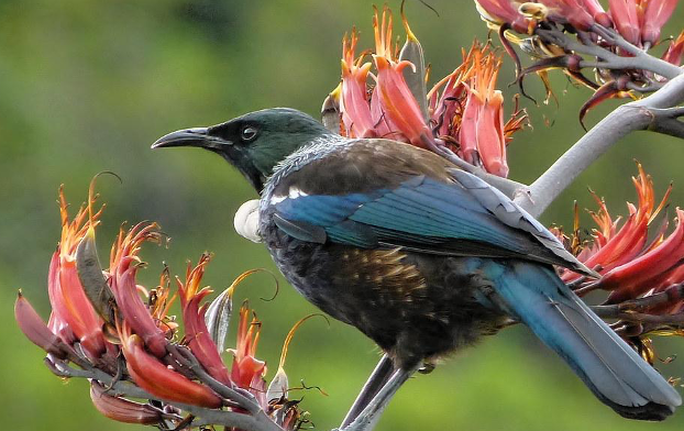 A tūī, a New Zealand bird, sits on the branches of a tree.