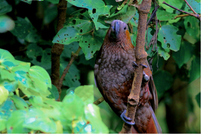 A North Island kākā sits on a branch.