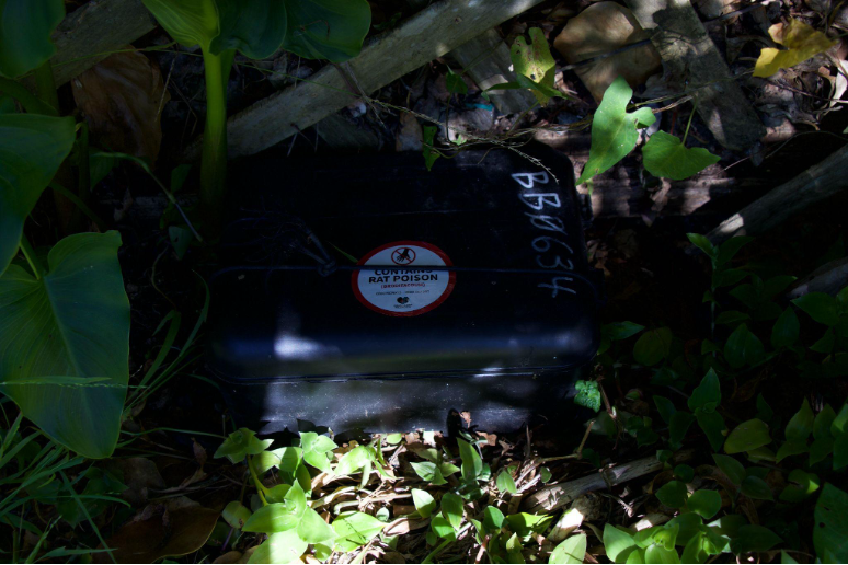 Bait stations are secured in the ground.