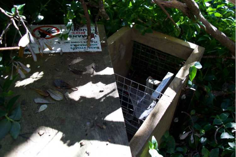 A snap trap is placed under bushes.